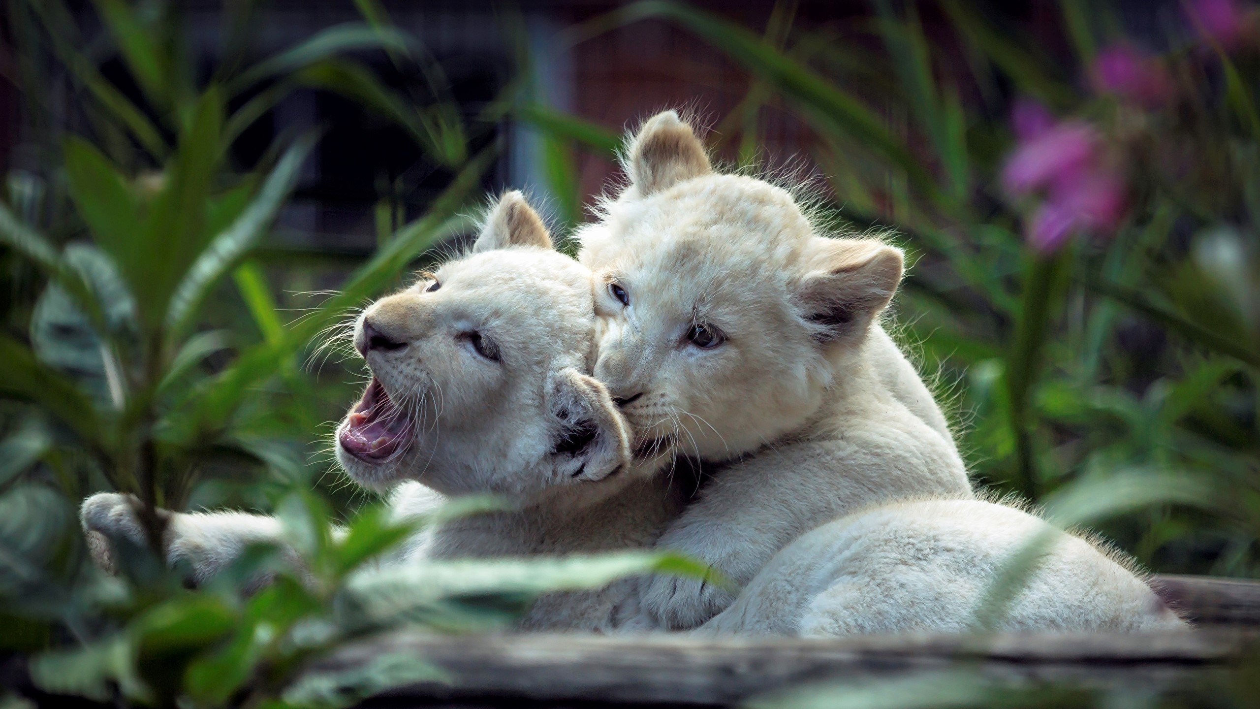 Two white lion cubs playing HD Wallpaper