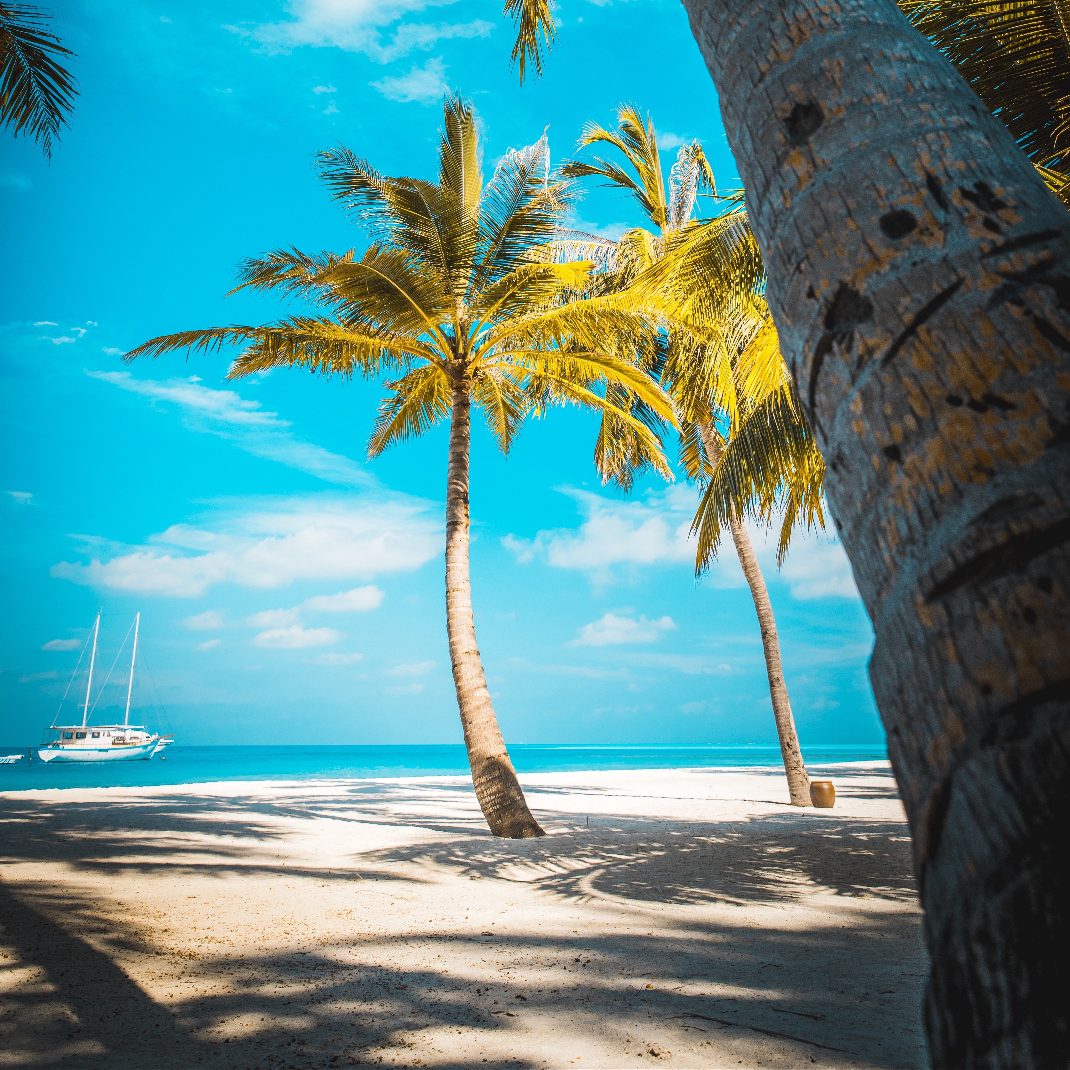 Palm trees on a tropical beach with a sailboat HD Wallpaper