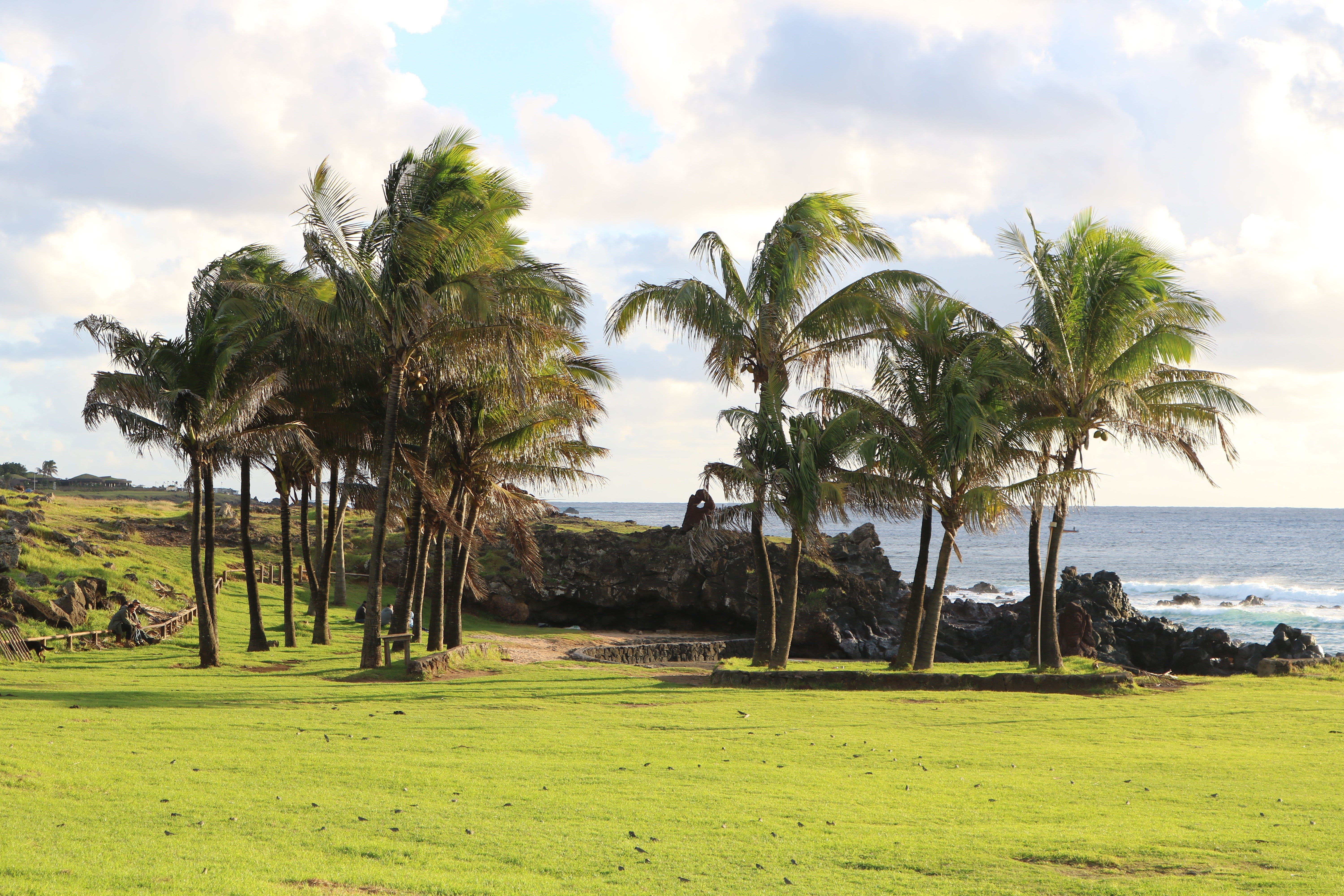 Easter Island grass and palm trees by the ocean HD Wallpaper