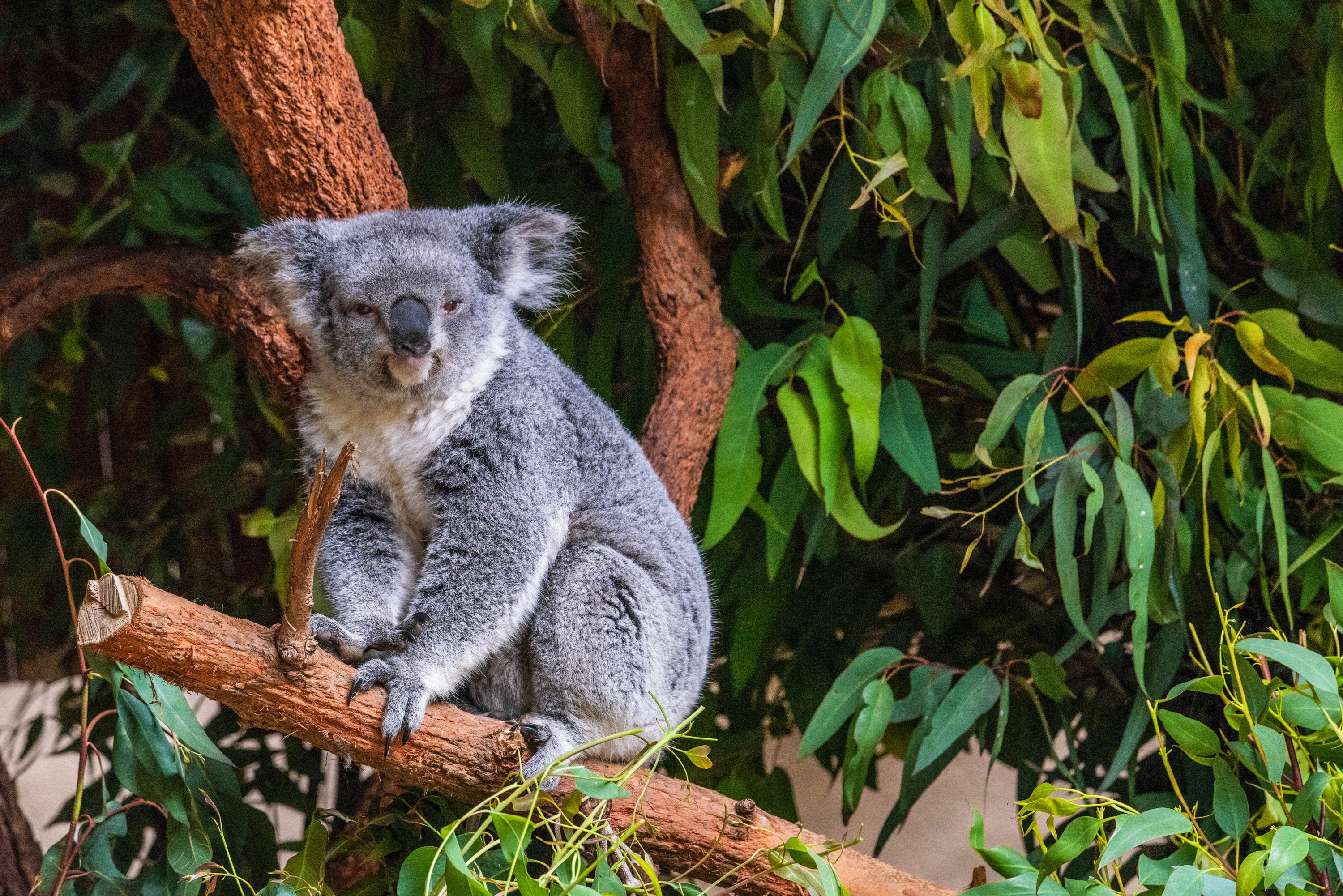 Koala sitting on a tree branch HD Wallpaper
