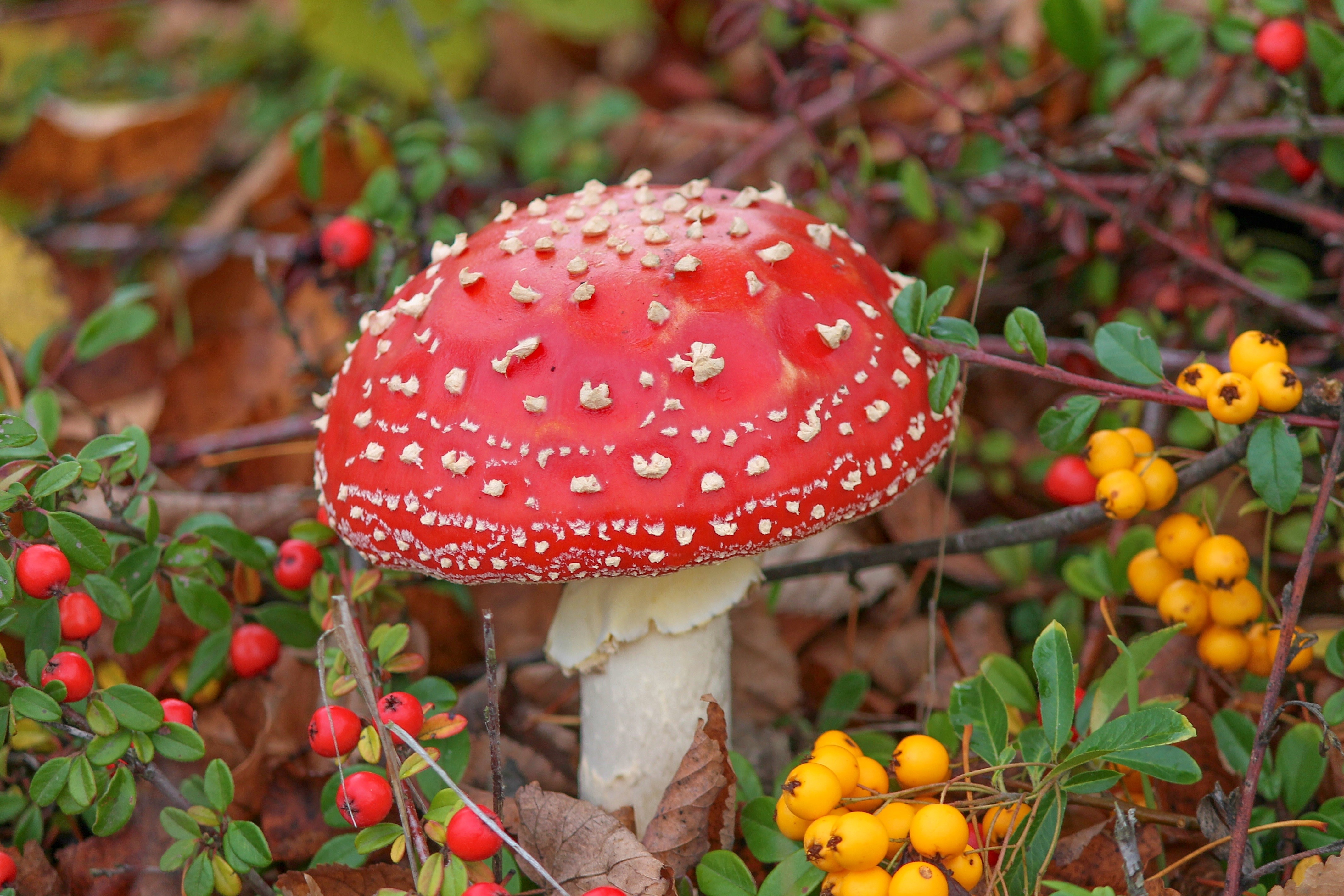 Amanita Mushroom with Berries HD Wallpaper