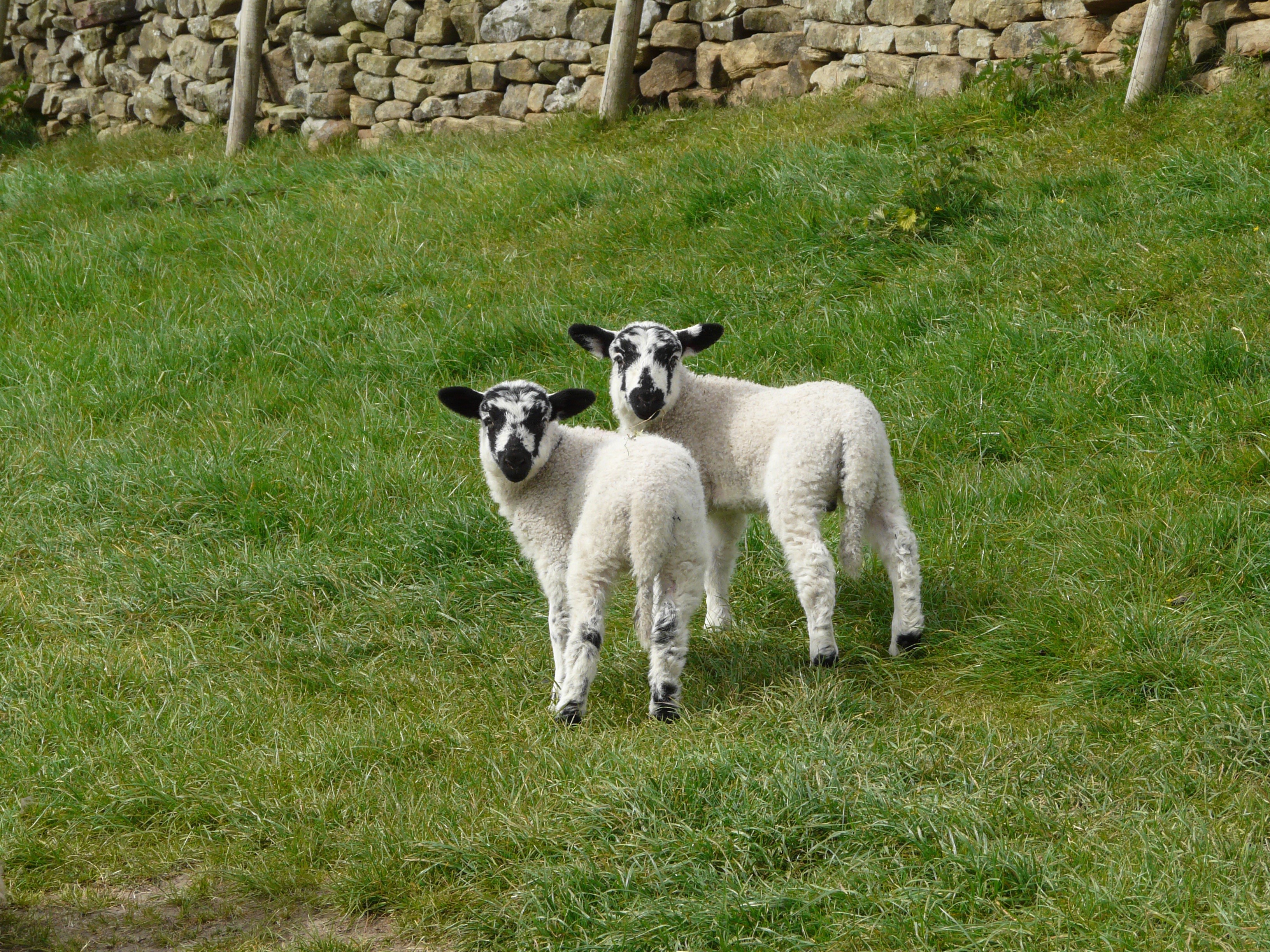 Two lambs in a grassy field with a stone wall HD Wallpaper