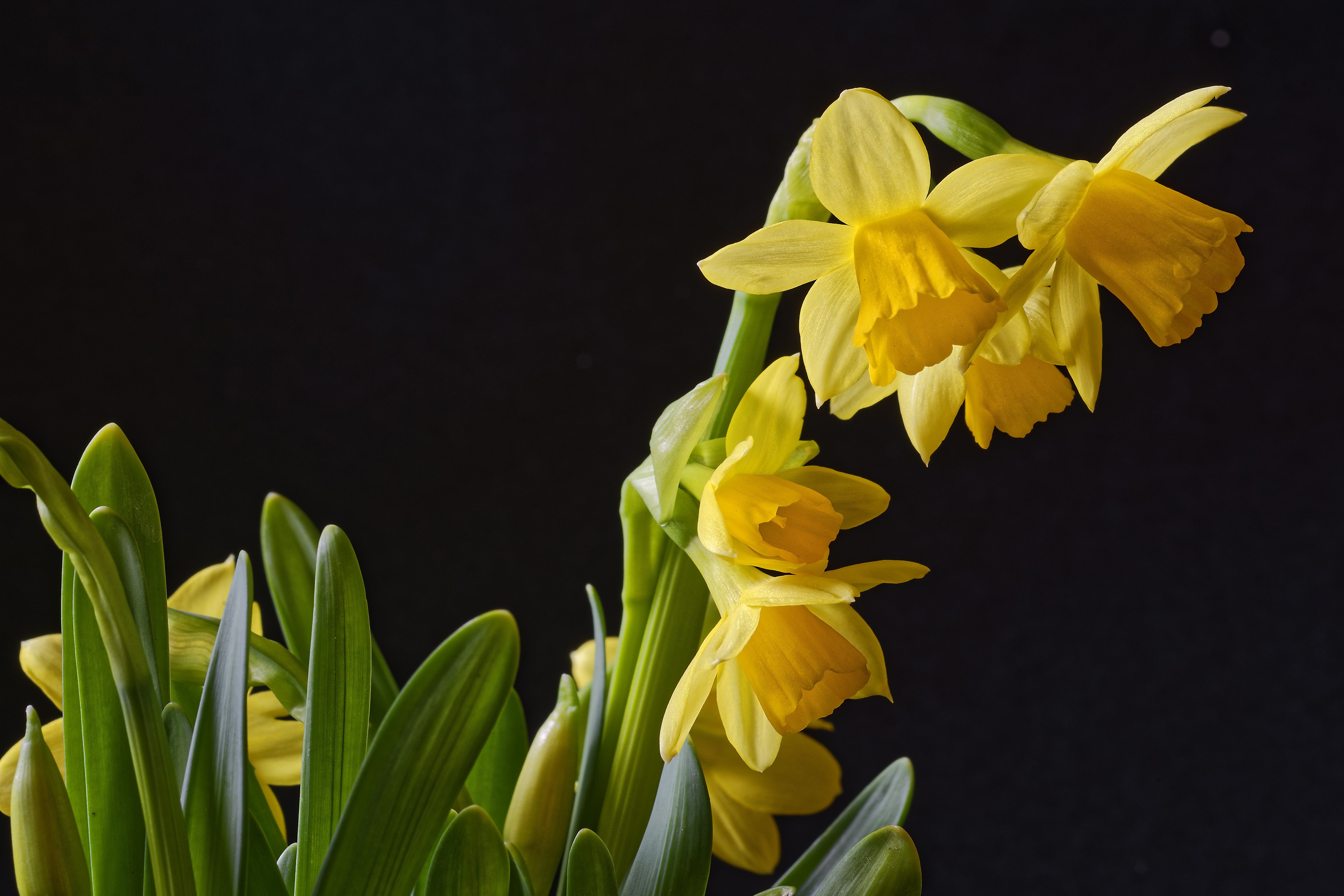 Yellow Daffodils Closeup on Black Background HD Wallpaper