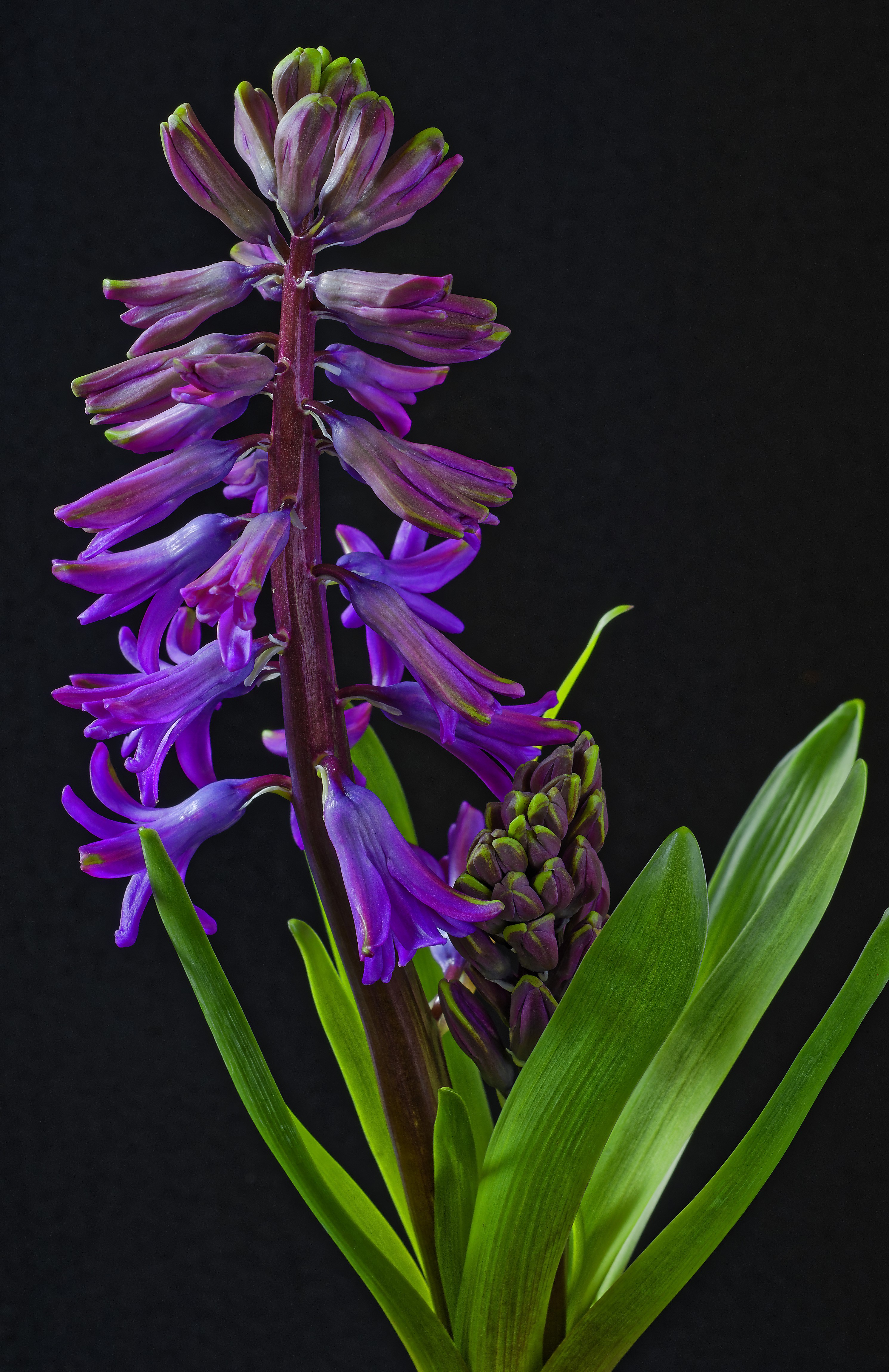 Purple Hyacinths with Green Leaves on Black Background HD Phone Wallpaper
