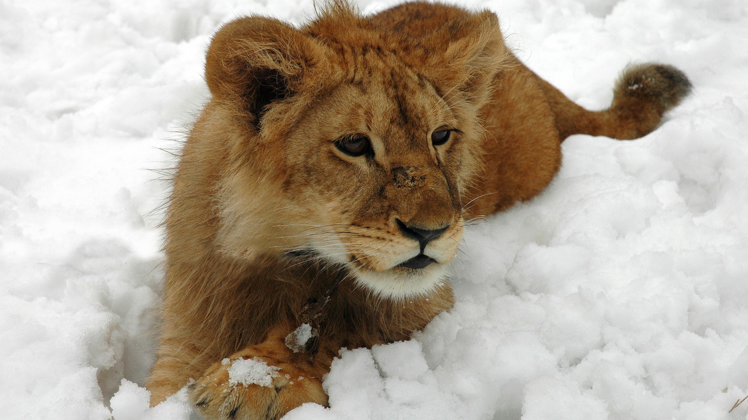 Lion cub lying in the snow HD Wallpaper