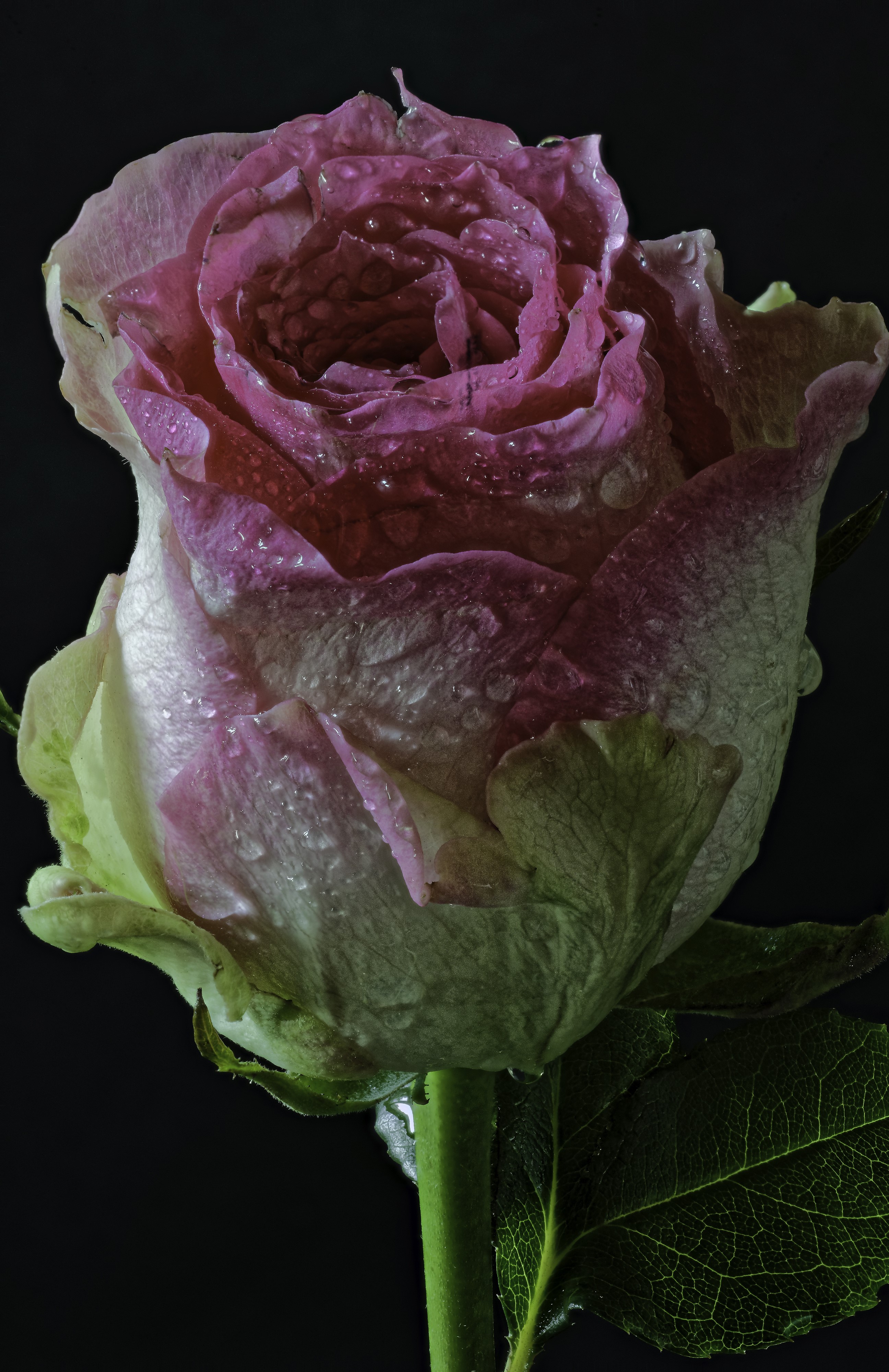 Pink rose with water drops on black background HD Phone Wallpaper