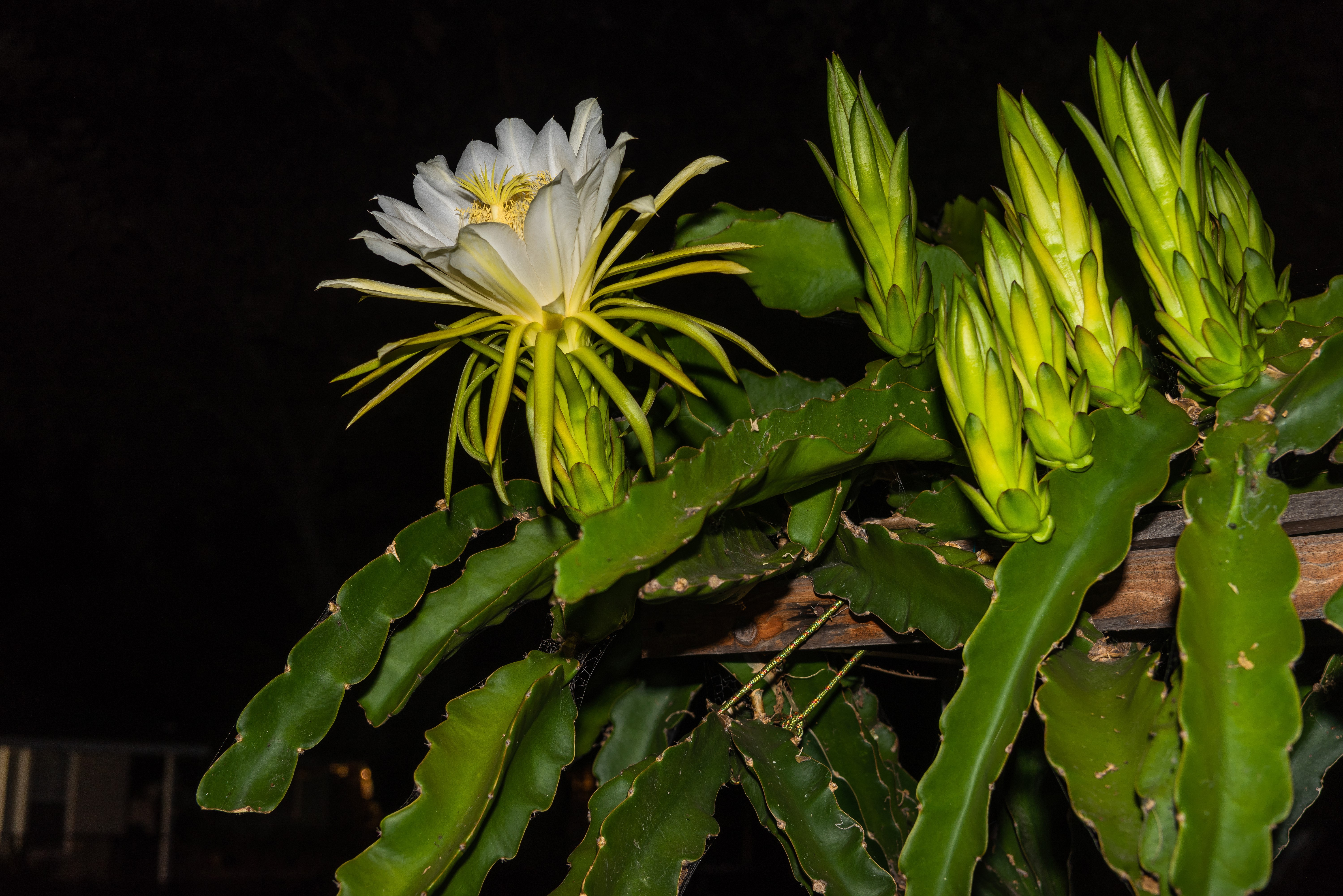 Dragon fruit flower and buds on cactus HD Wallpaper