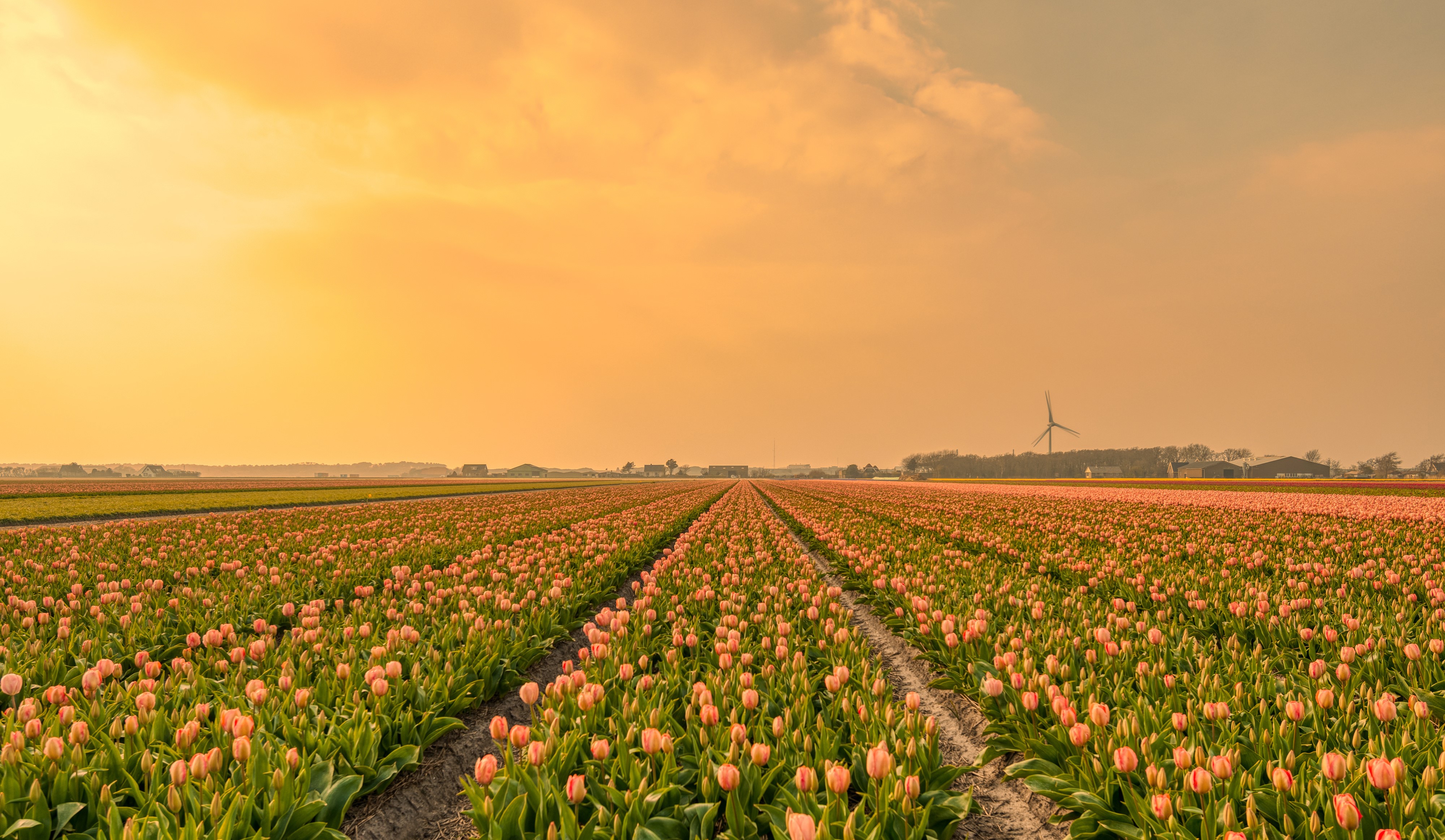 Field of Pink Tulips at Sunset HD Wallpaper