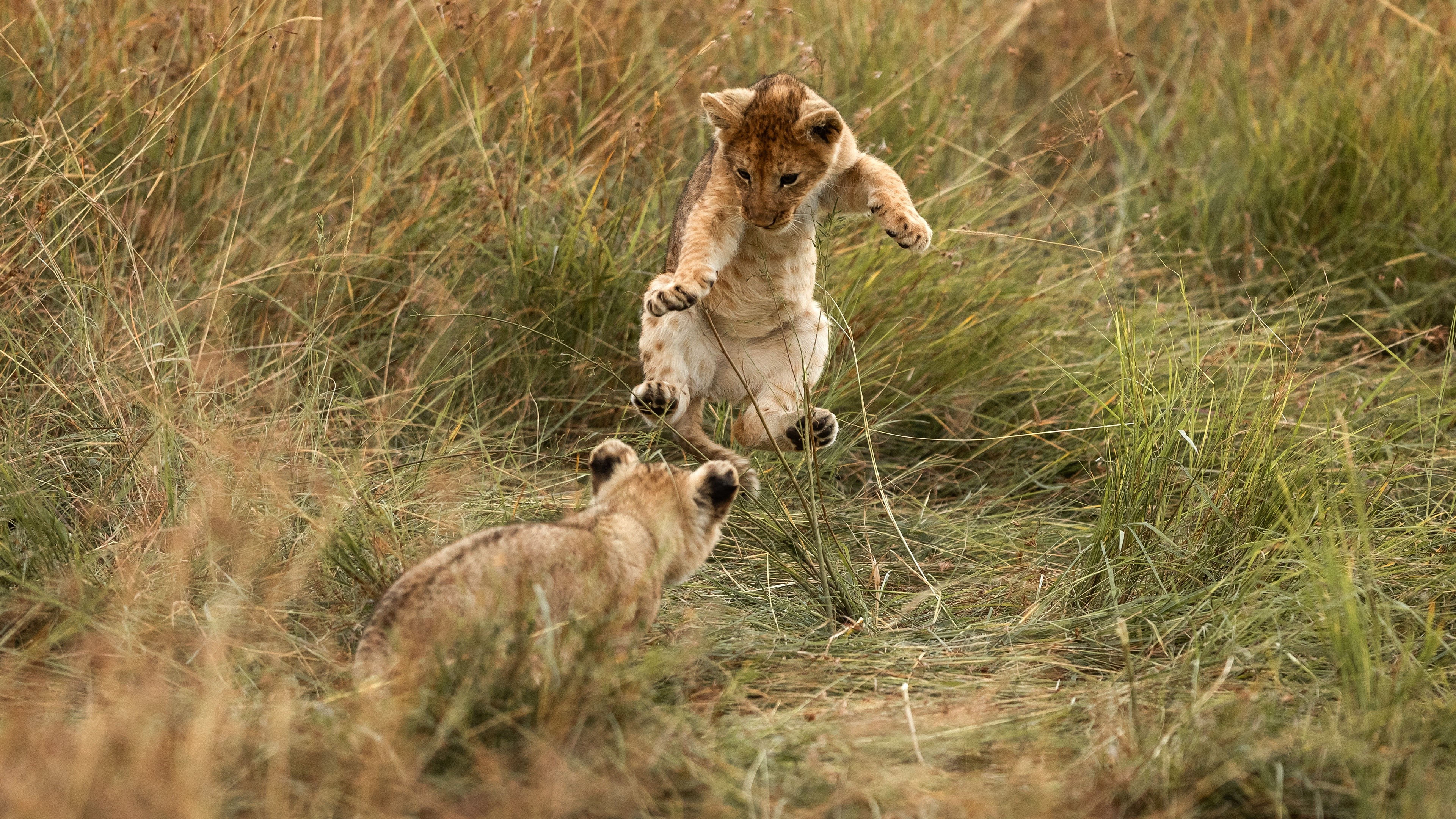 Two lion cubs playing in grass HD Wallpaper