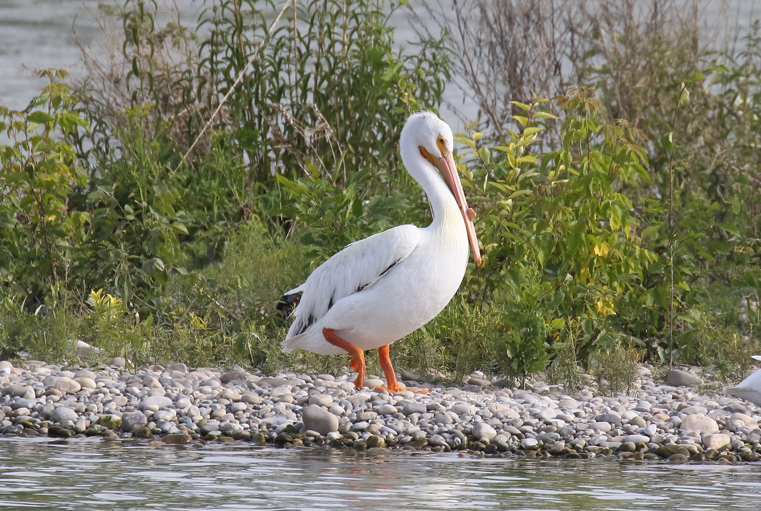 White Pelican on a rocky shore HD Wallpaper