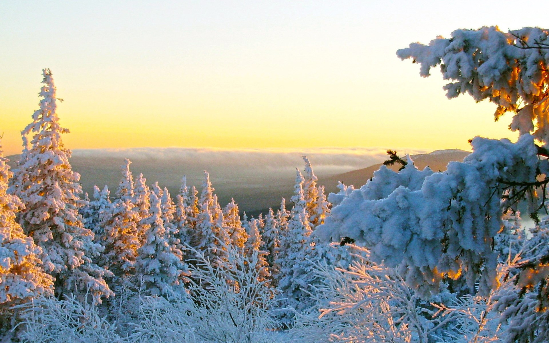Snow-covered trees at sunrise with a misty valley HD Wallpaper