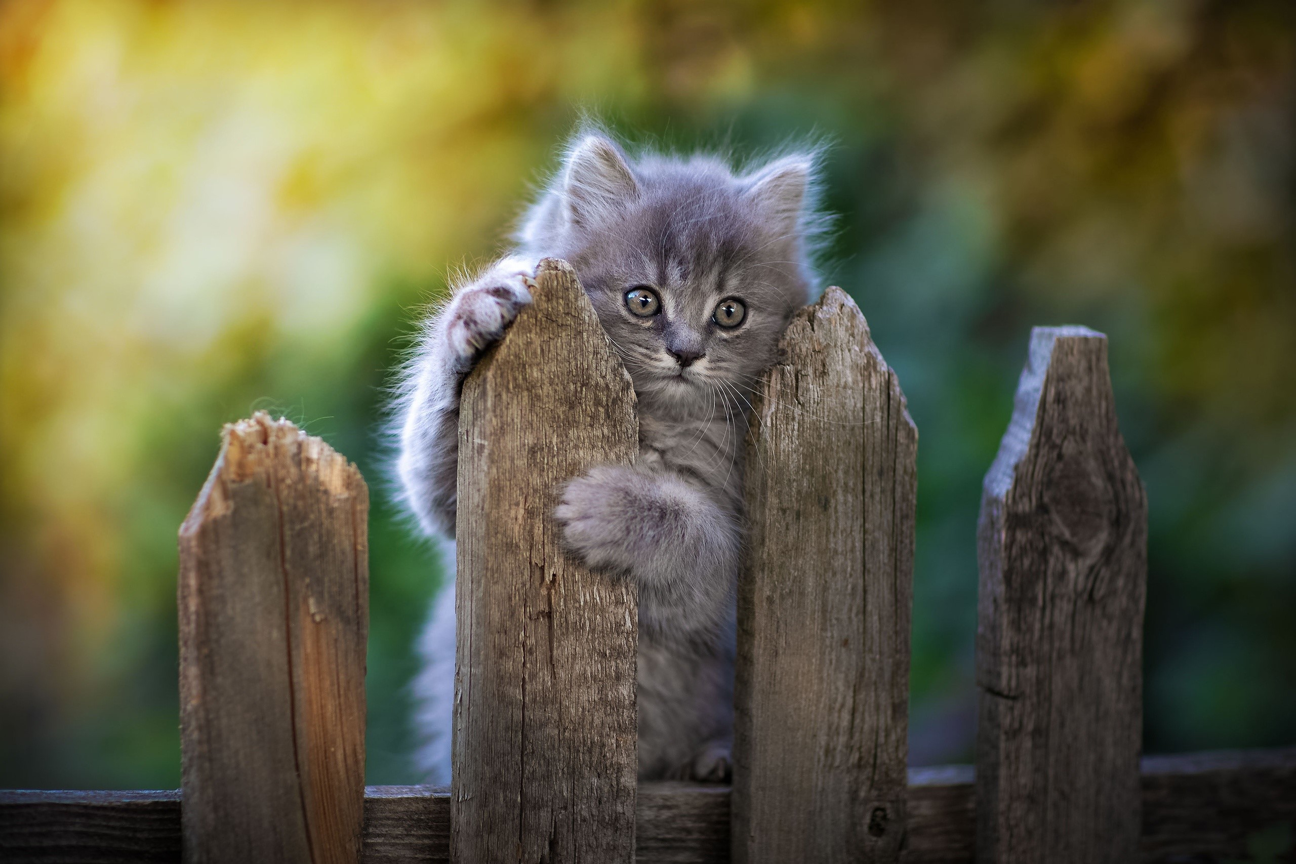 A fluffy grey kitten peeking over a wooden fence HD Wallpaper