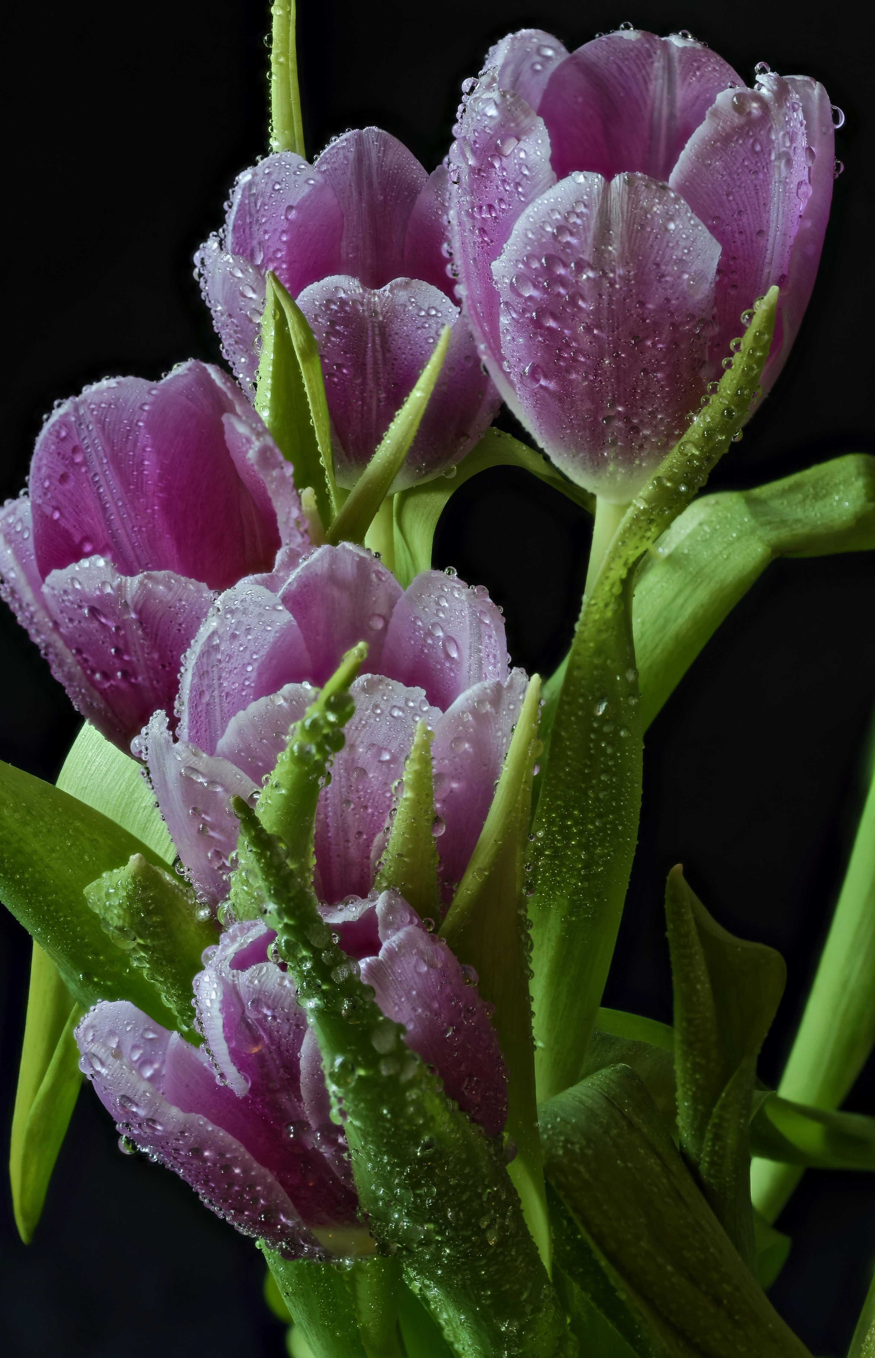 Purple tulips with water drops on black background HD Phone Wallpaper