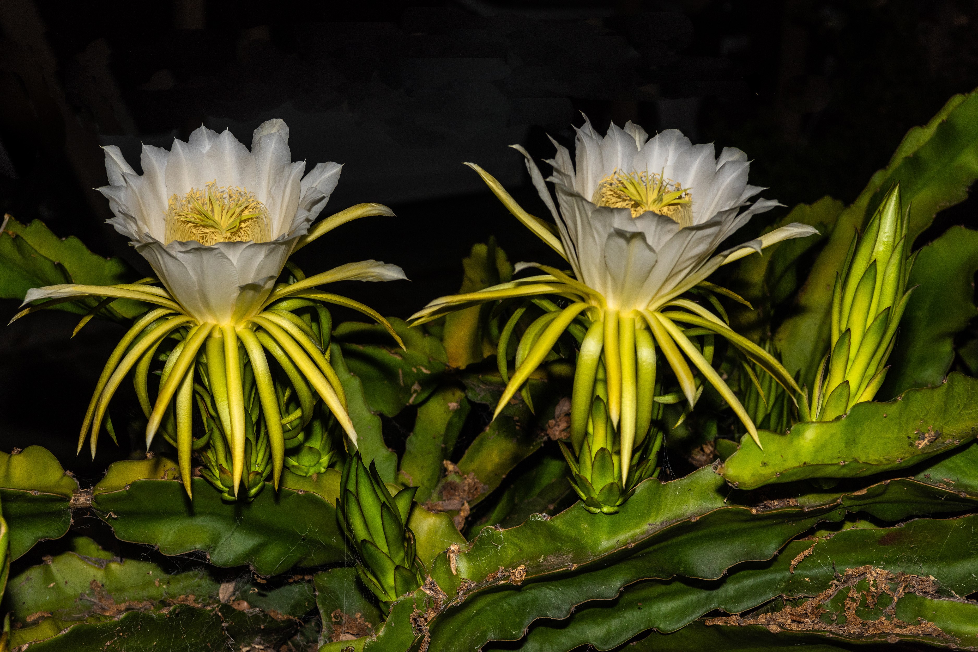 Two Dragon Fruit Flowers Blooming at Night HD Wallpaper