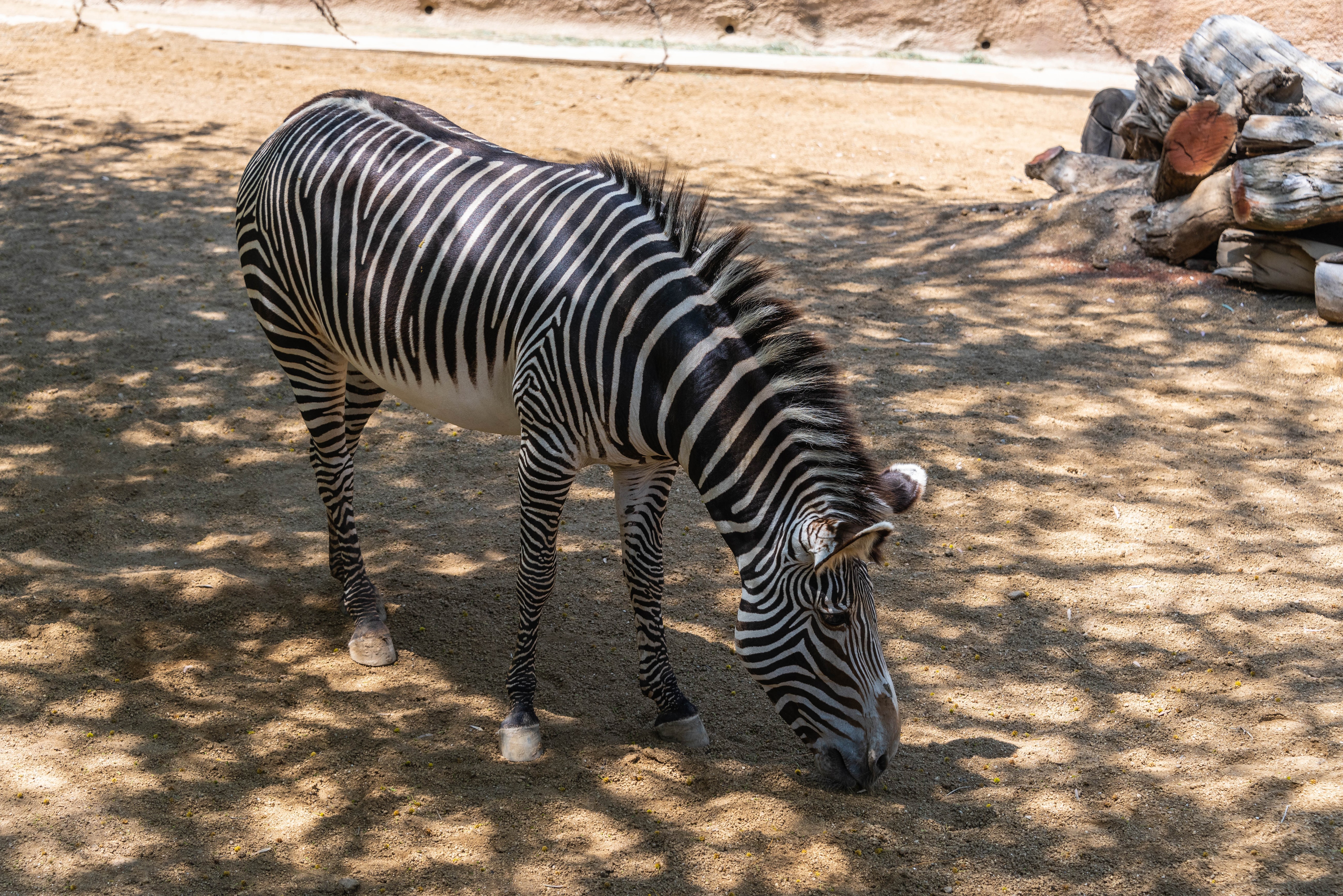 4K Zebra in a Zoo Enclosure HD Wallpaper