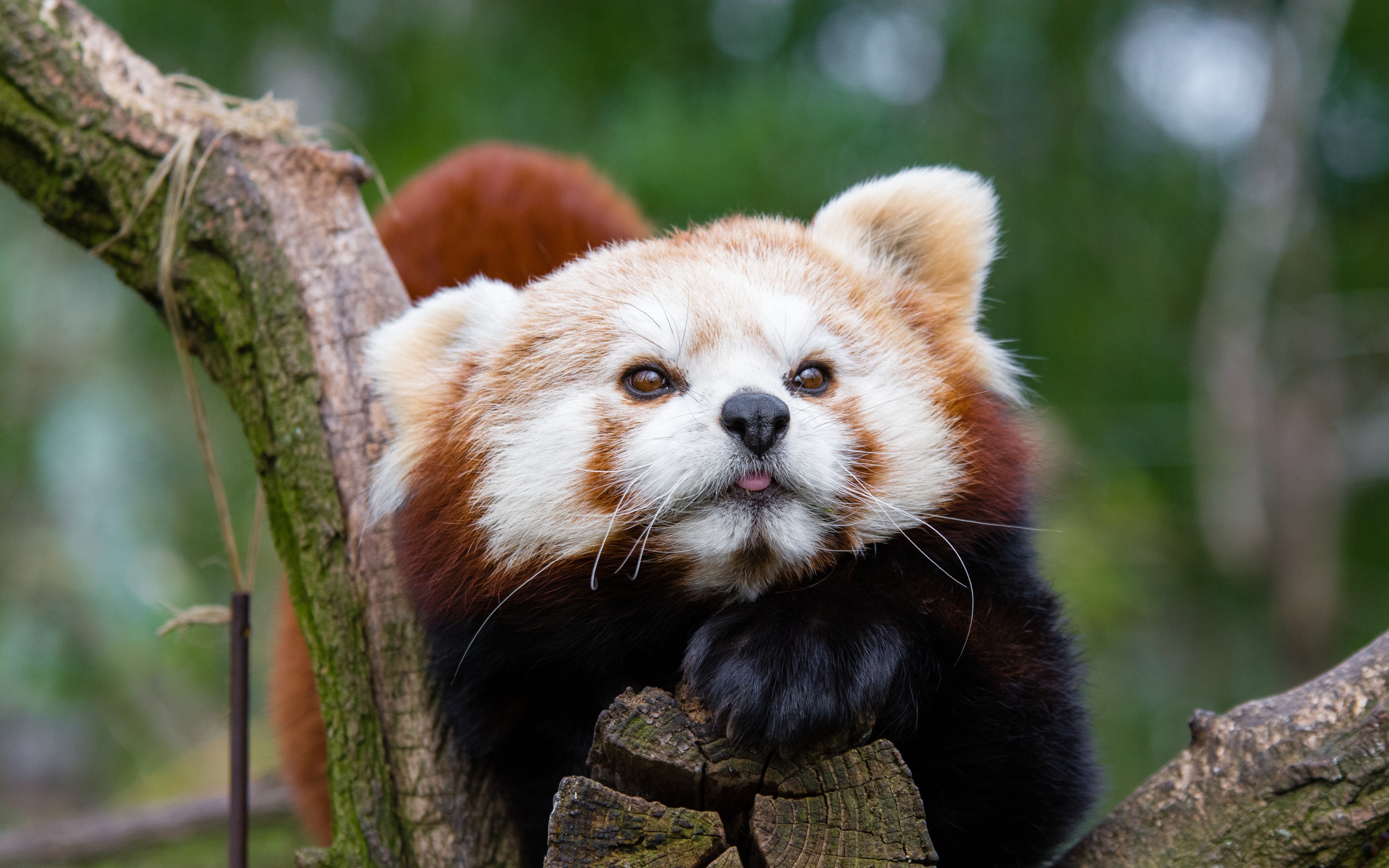 Red panda on a tree branch HD Wallpaper