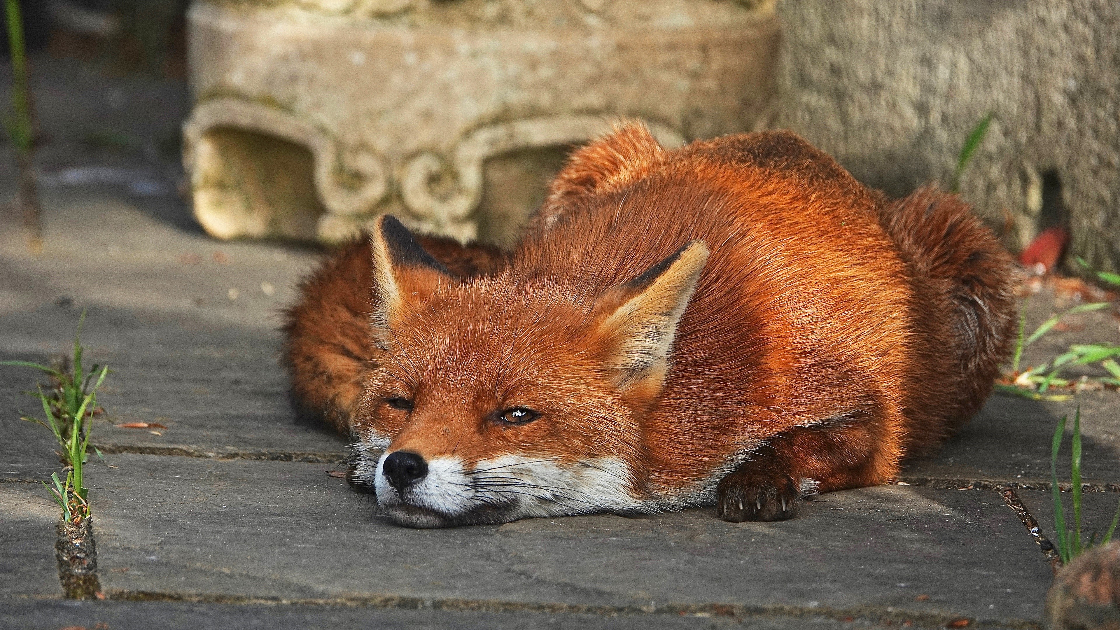 Red Fox Lying Down on Pavement HD Wallpaper