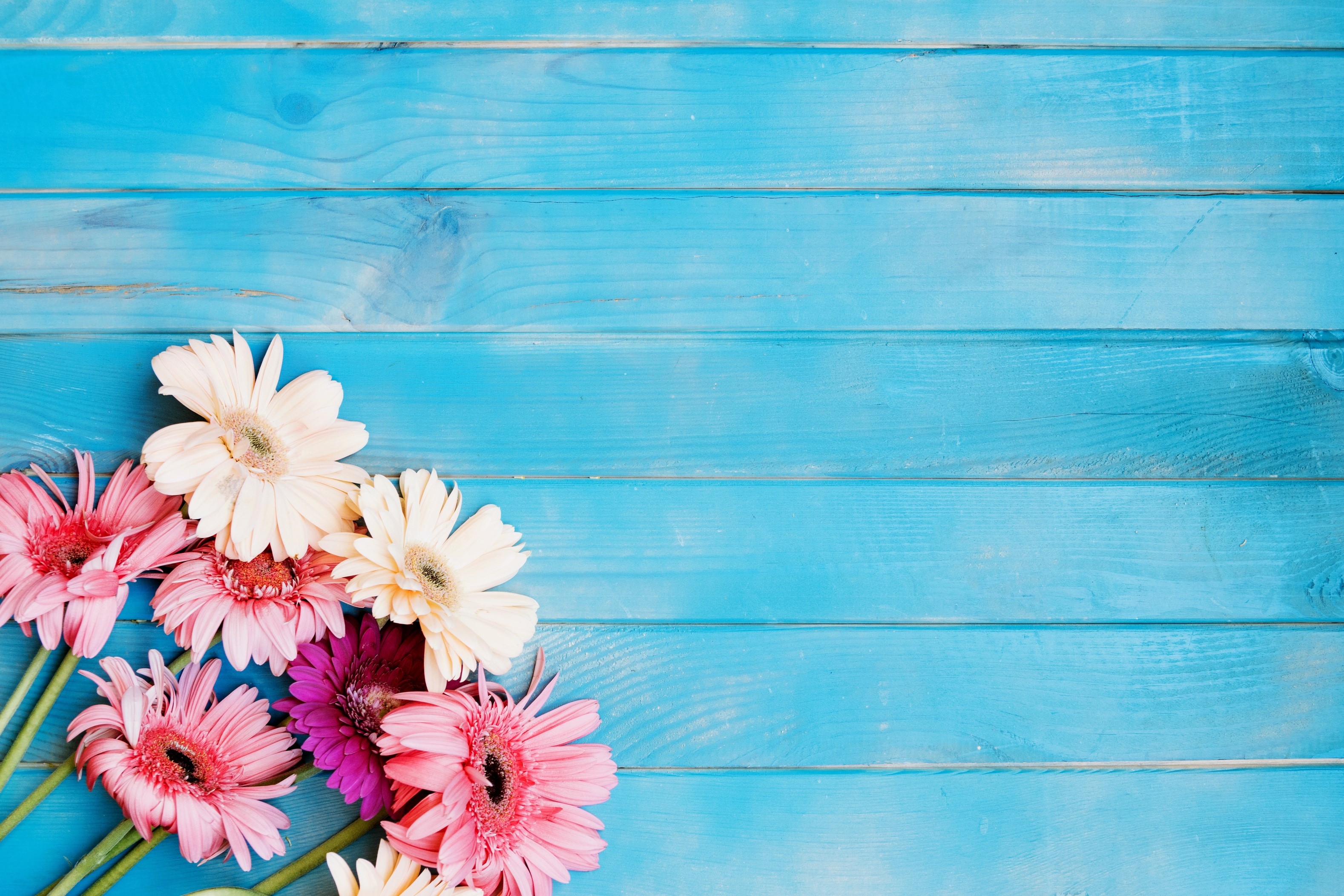 Gerberas on blue wooden planks HD Wallpaper