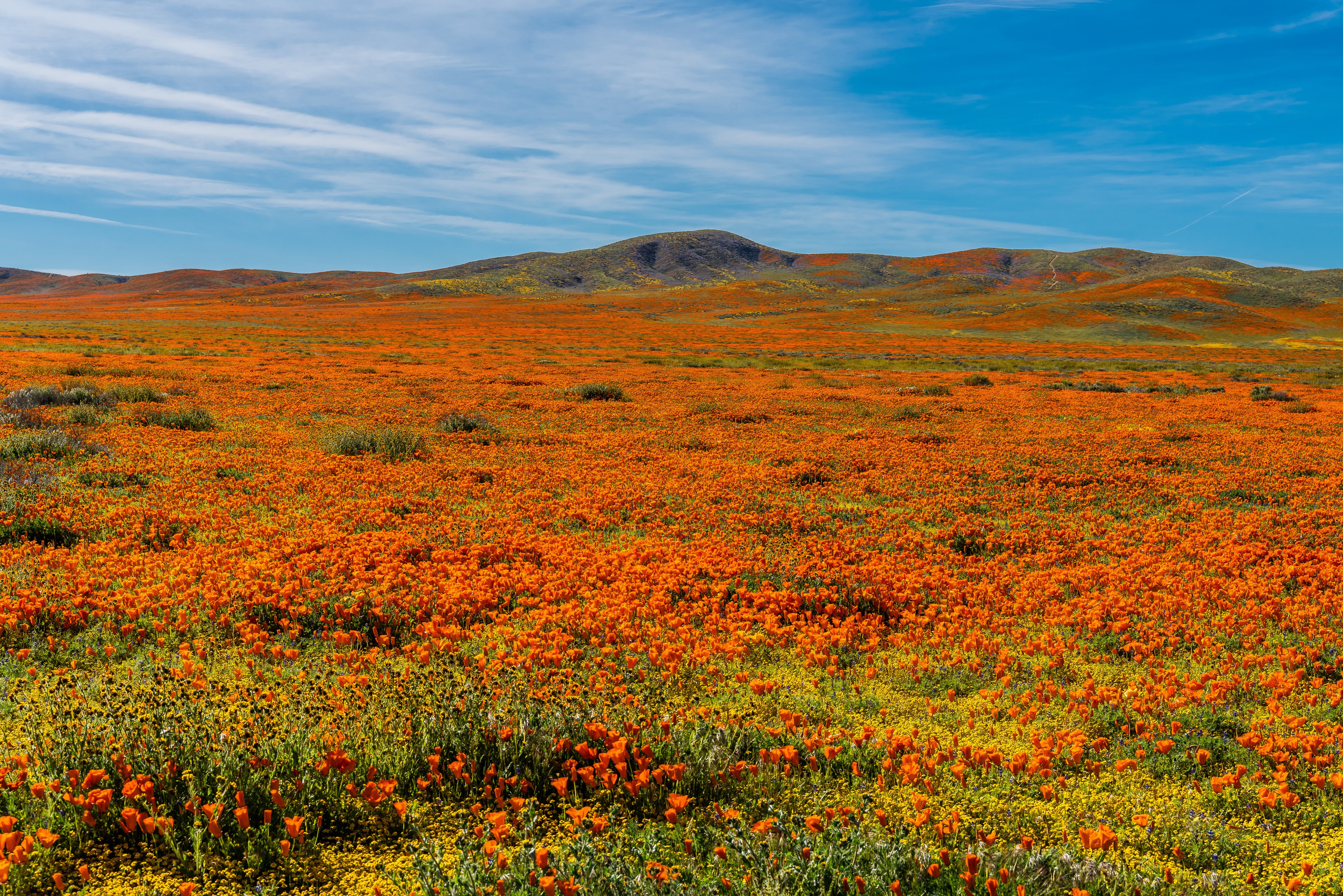 California Poppy Fields in Lancaster, USA HD Wallpaper