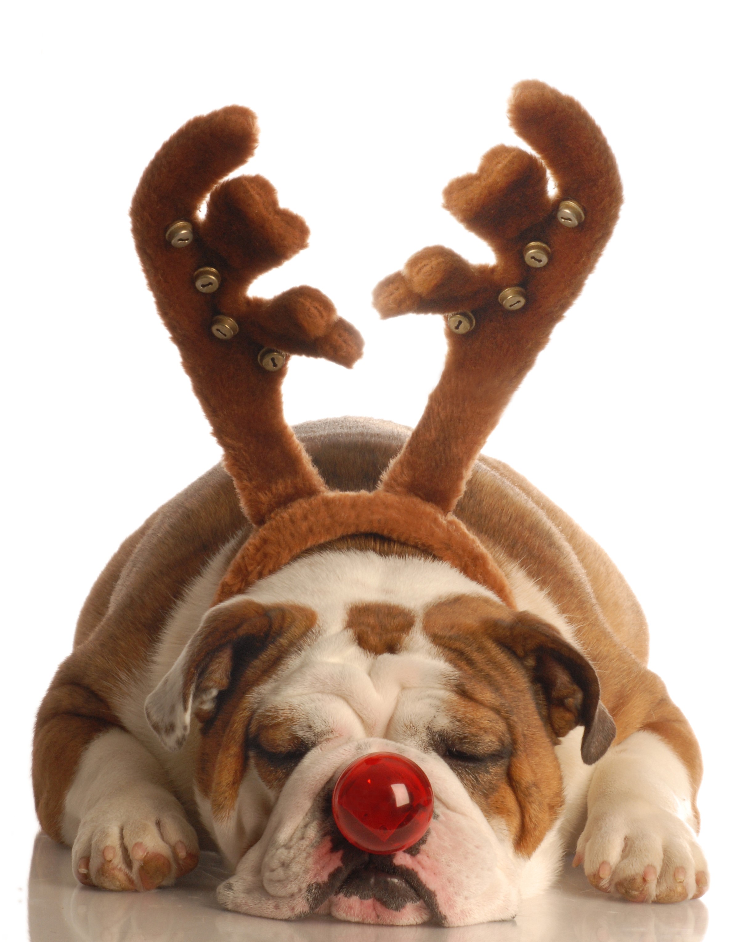 English Bulldog wearing reindeer antlers and red nose HD Phone Wallpaper