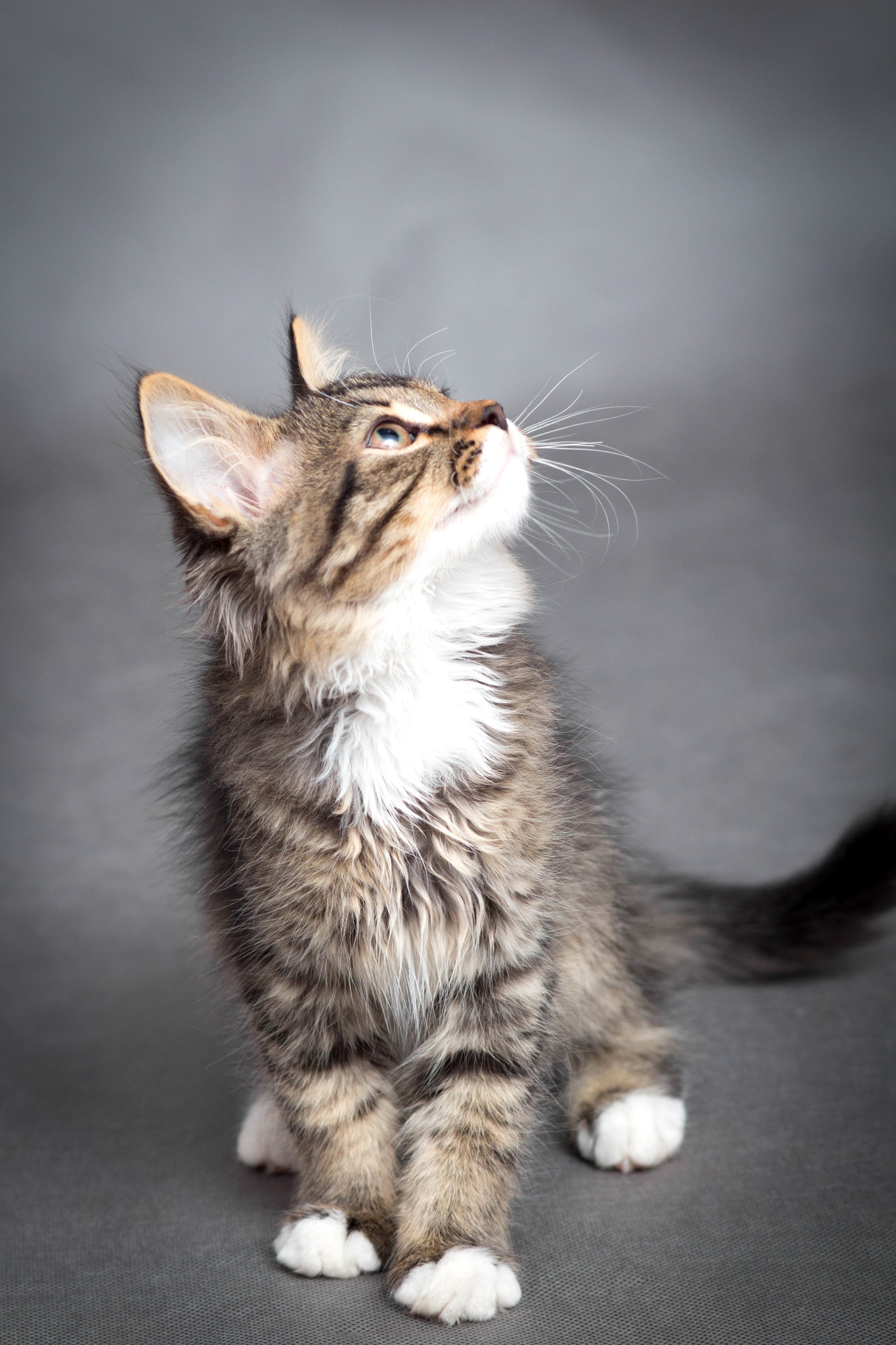 Tabby kitten looking up on a gray background HD Phone Wallpaper