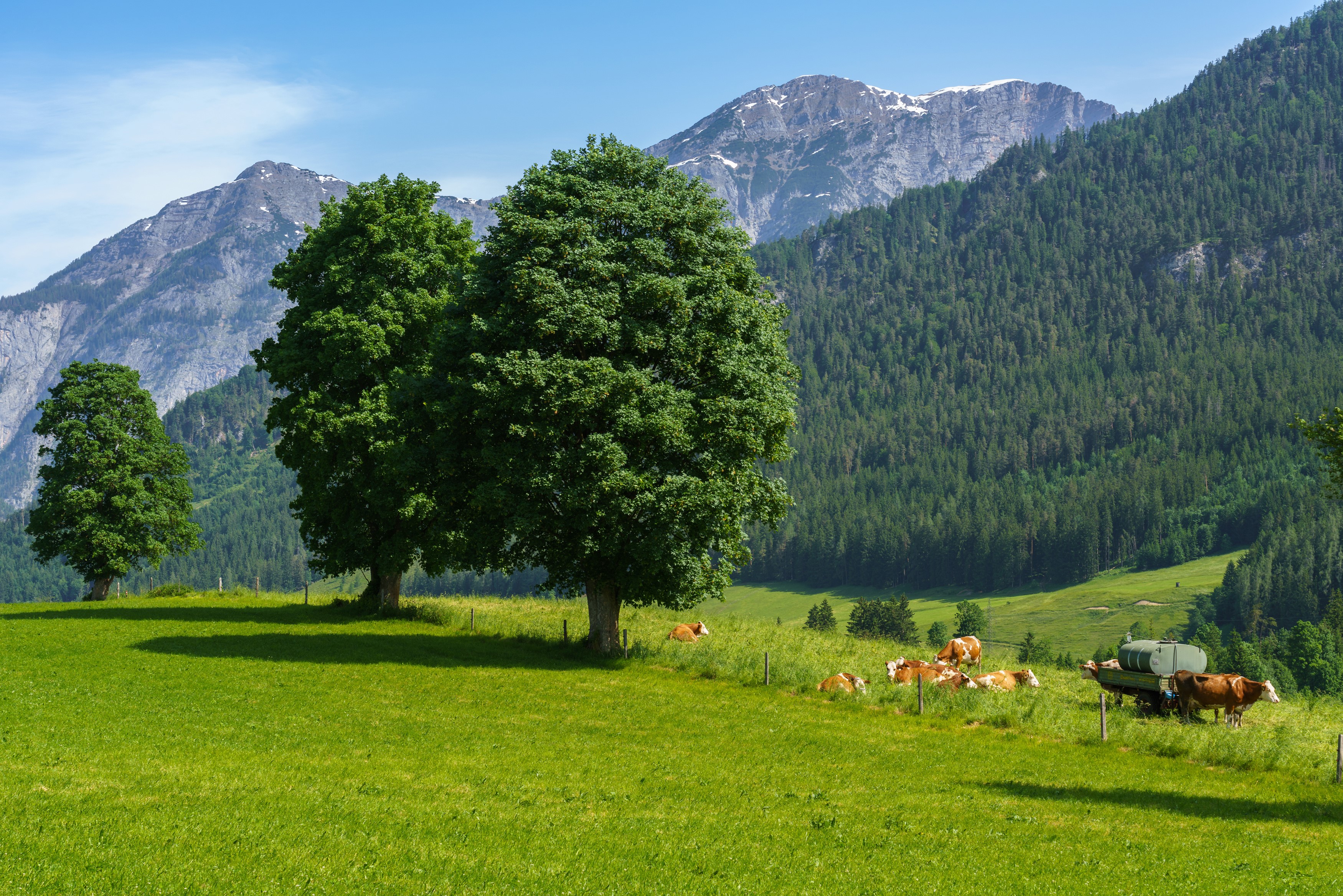 Cows grazing in a green meadow with trees and mountains in Austria HD Wallpaper