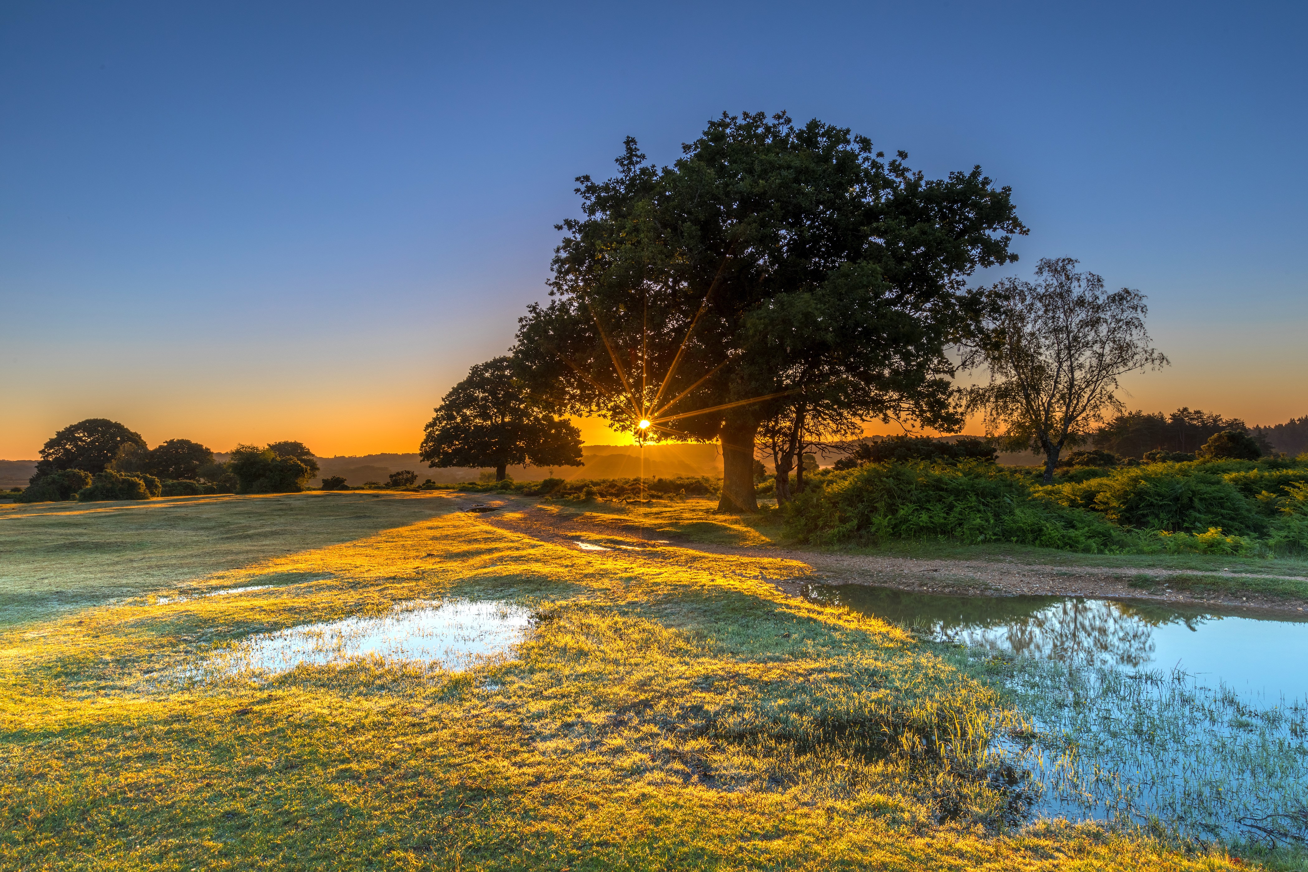 Sunrise over New Forest with trees and water HD Wallpaper