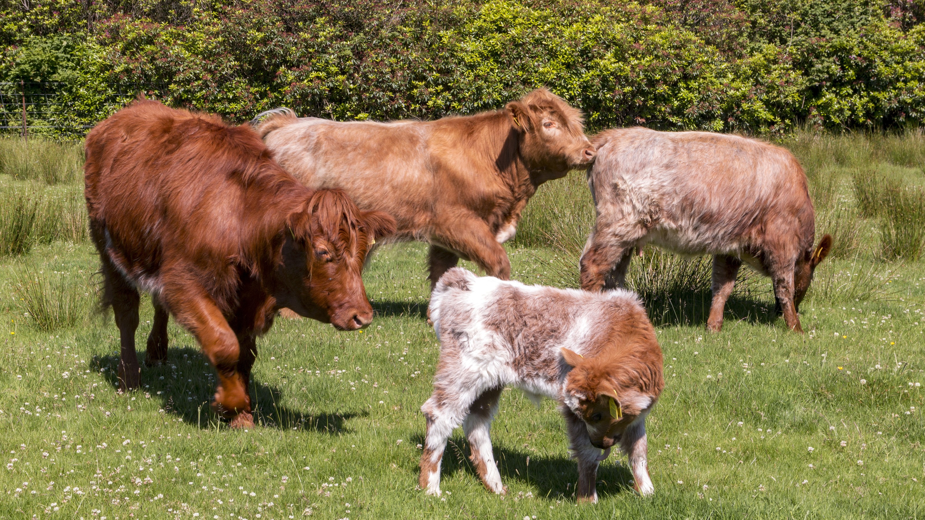 Highland cows grazing in a grassy field HD Wallpaper