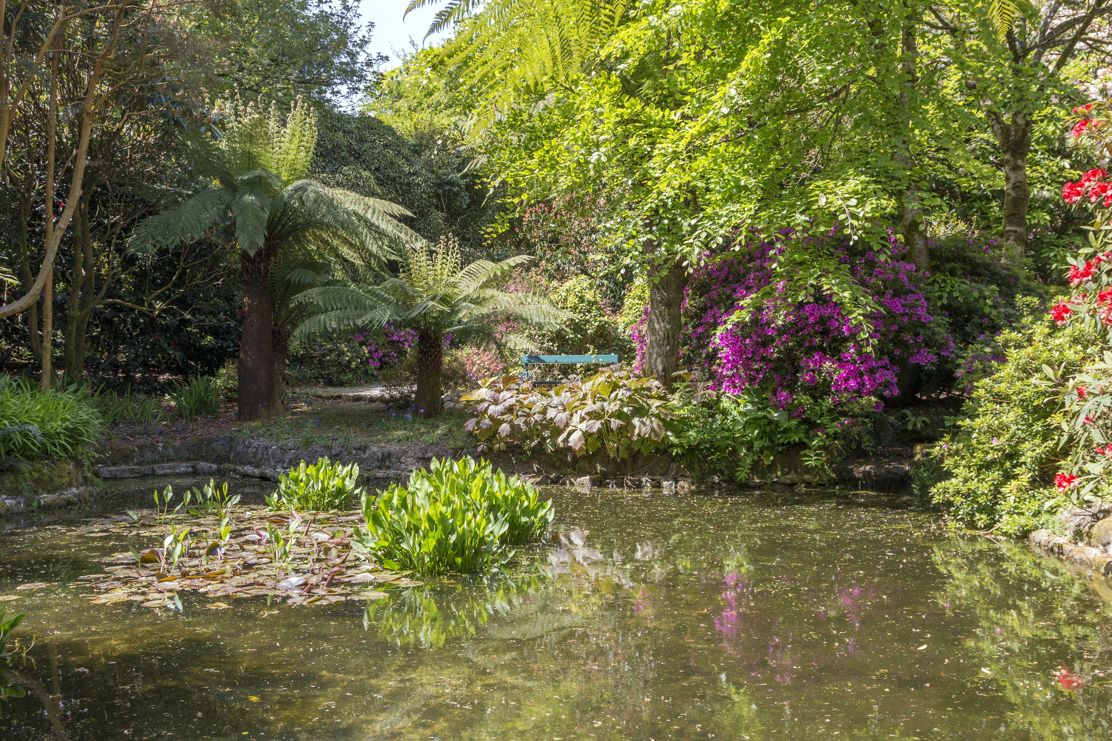 Trengwainton Garden England Rhododendron Pond Shrubs Palms HD Wallpaper