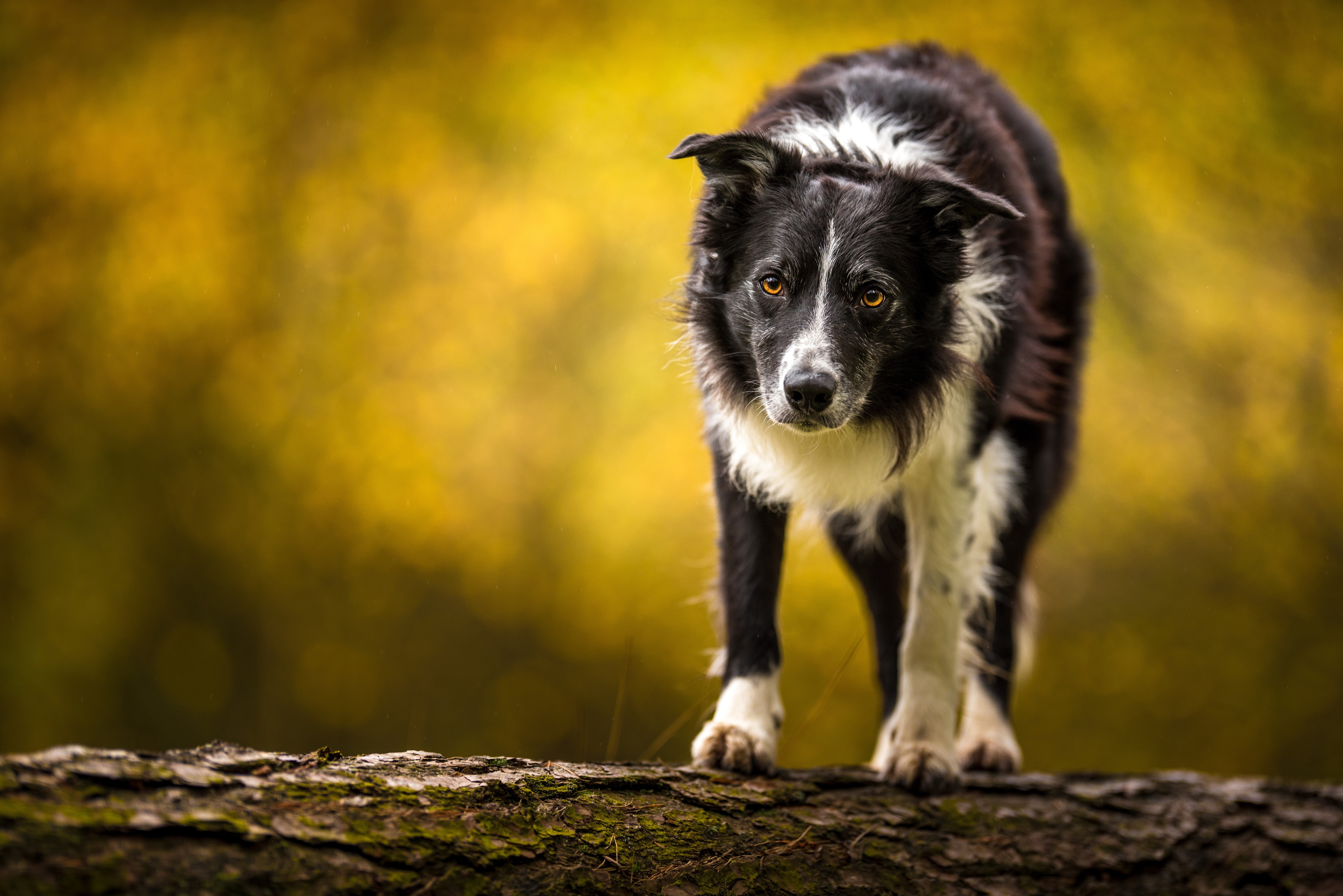 Border Collie dog on a log HD Wallpaper