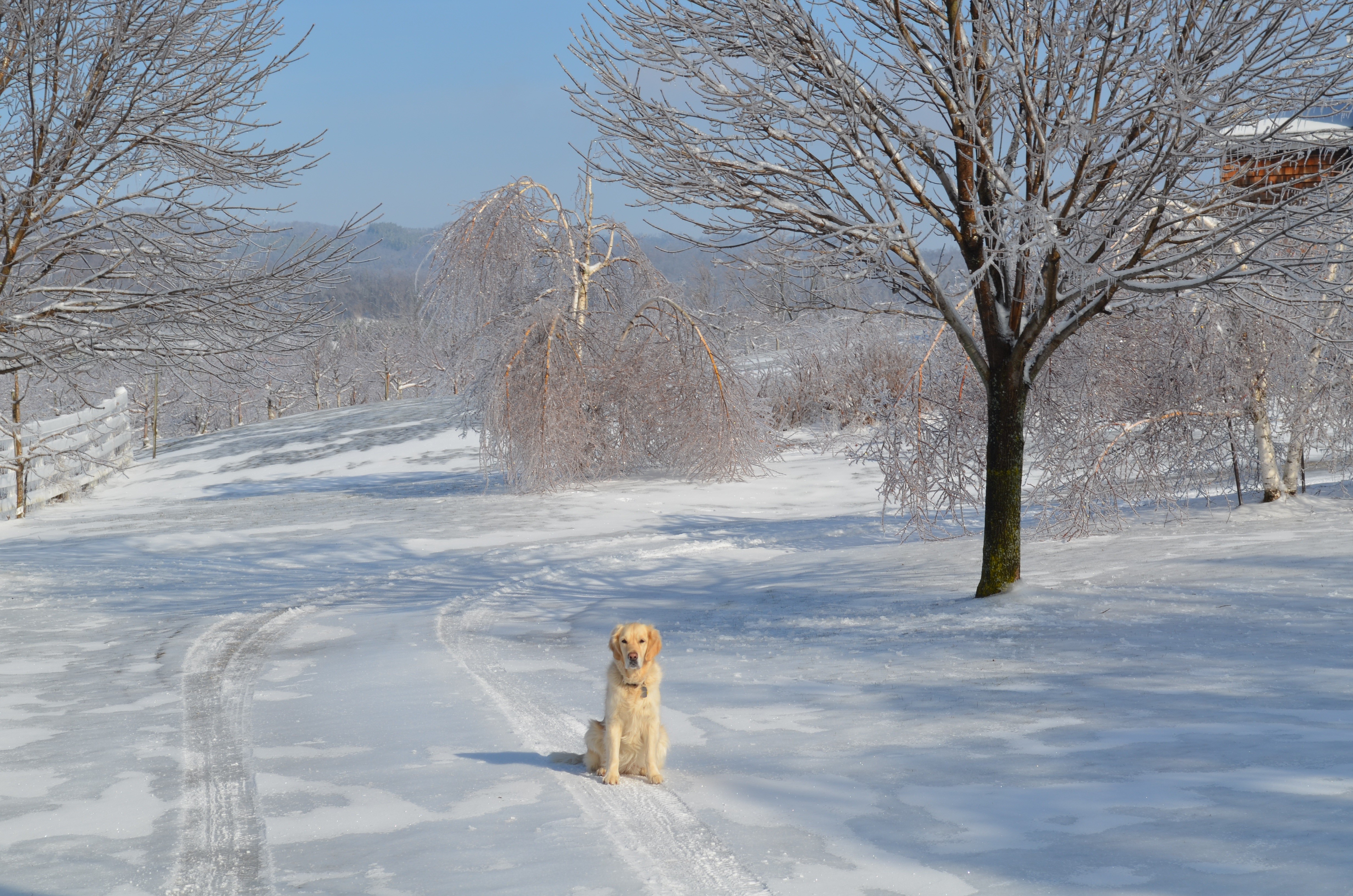 Golden Retriever Sitting in Snow During Winter HD Wallpaper