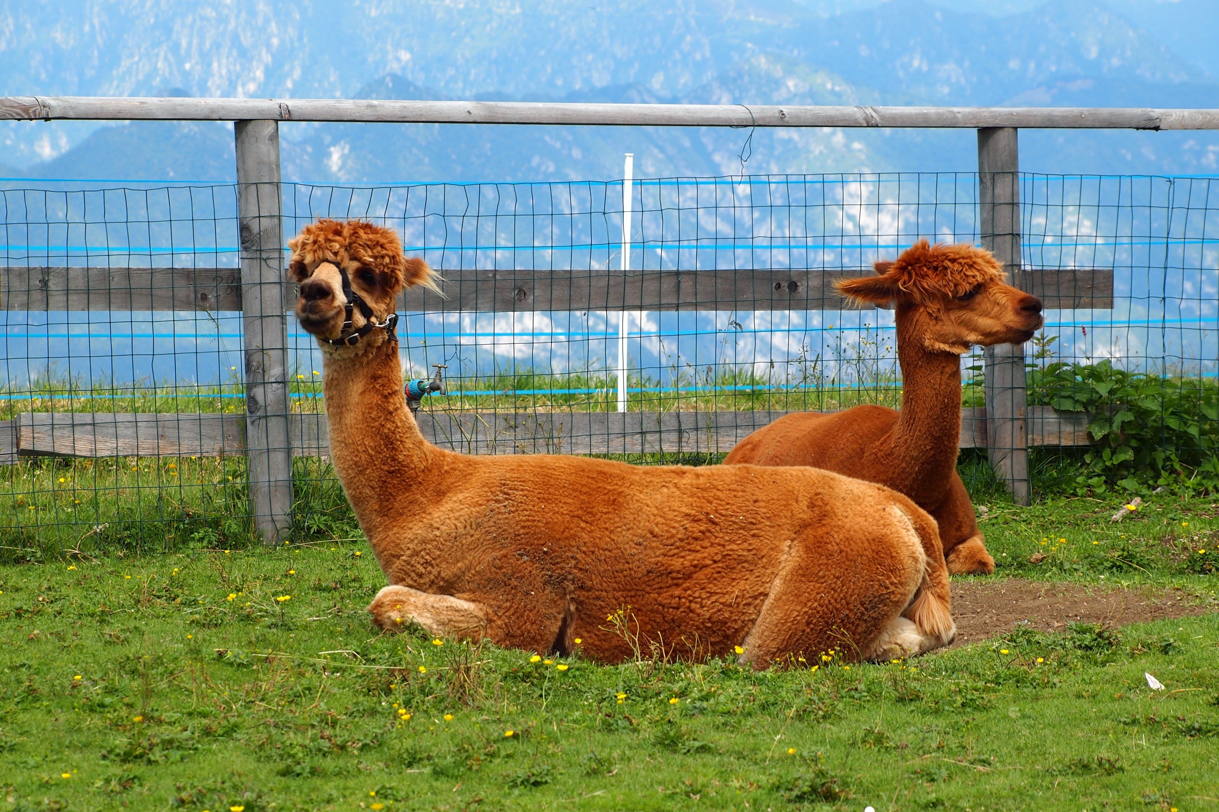 Two alpacas lying down behind a fence HD Wallpaper