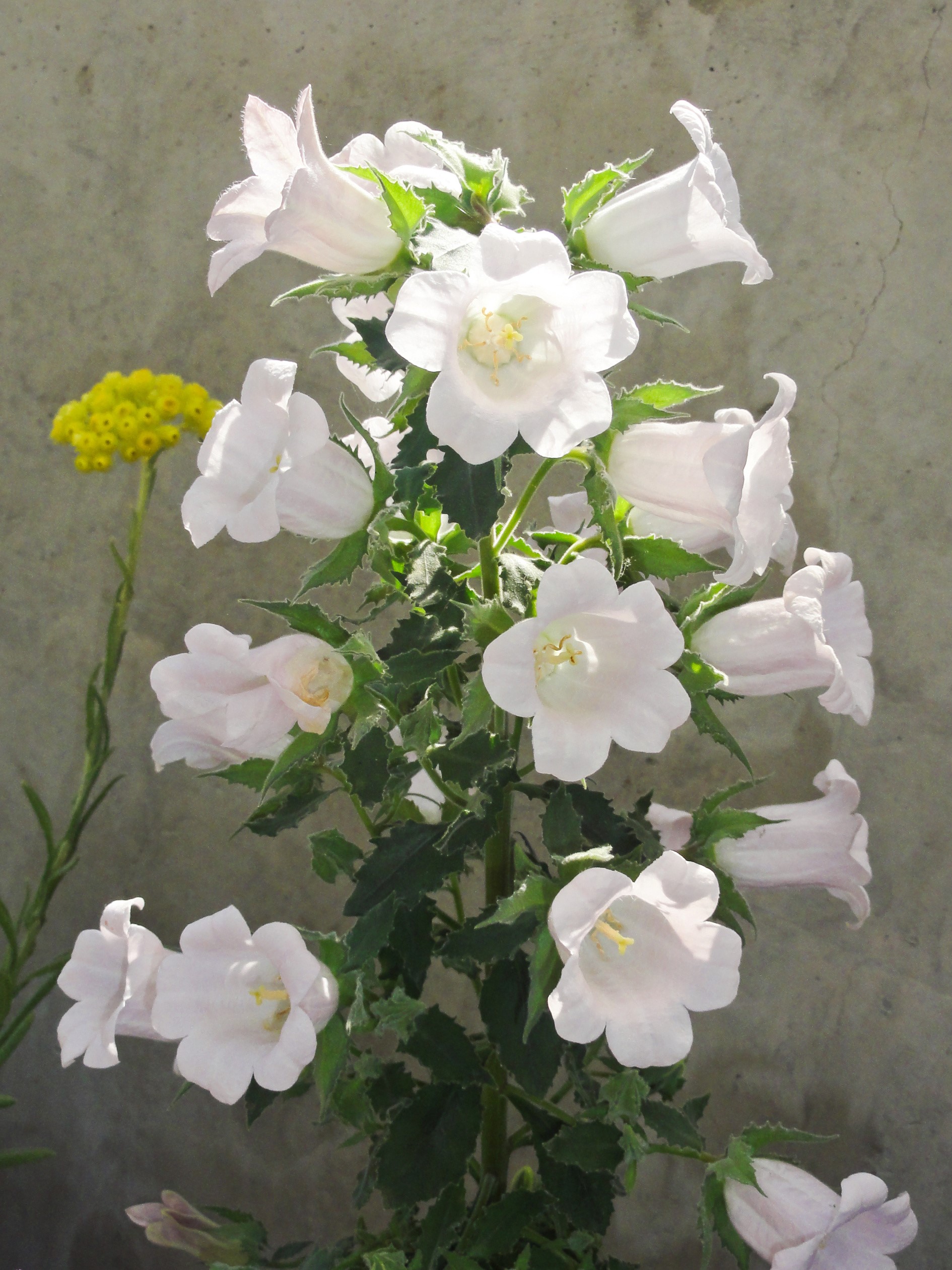 White Campanula flowers against a concrete wall HD Phone Wallpaper