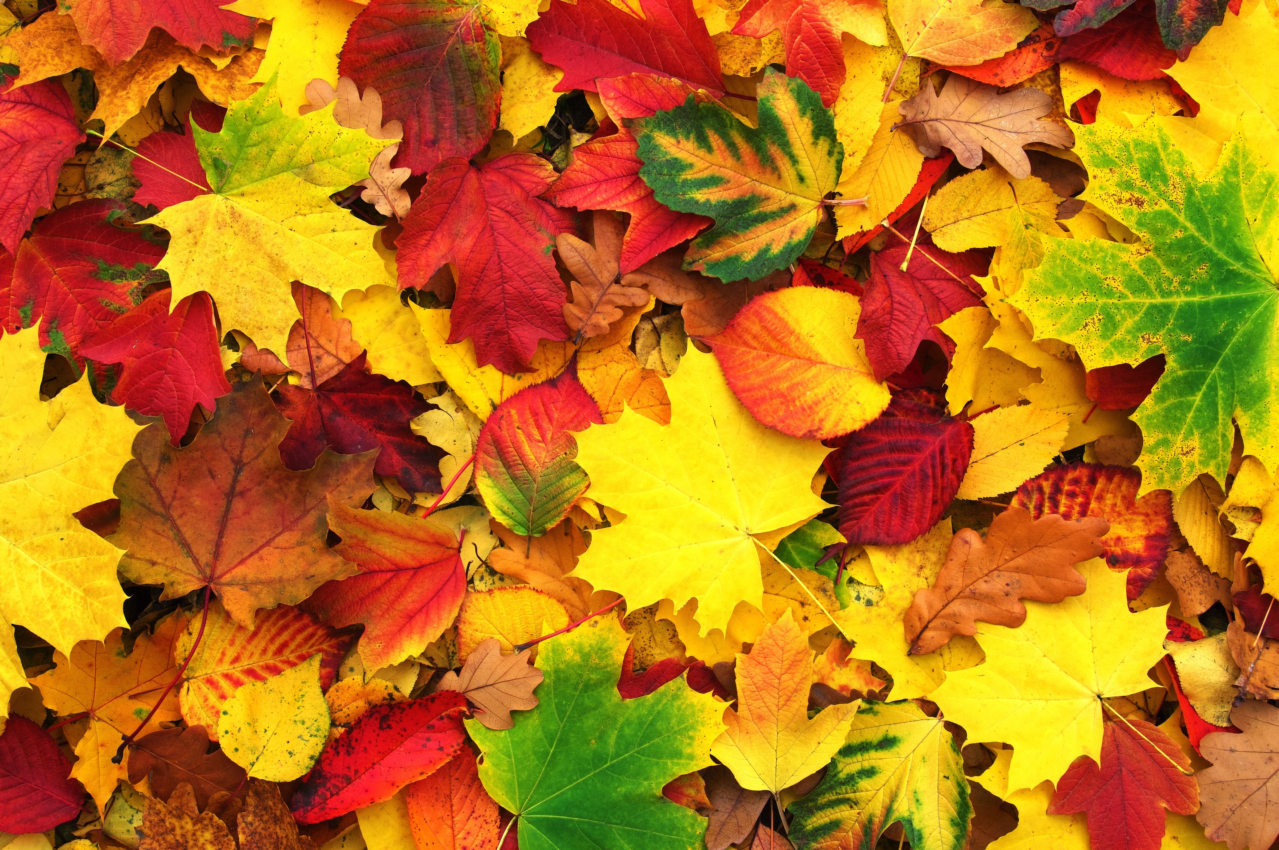 Autumn Leaves Texture 4K HD Wallpaper
