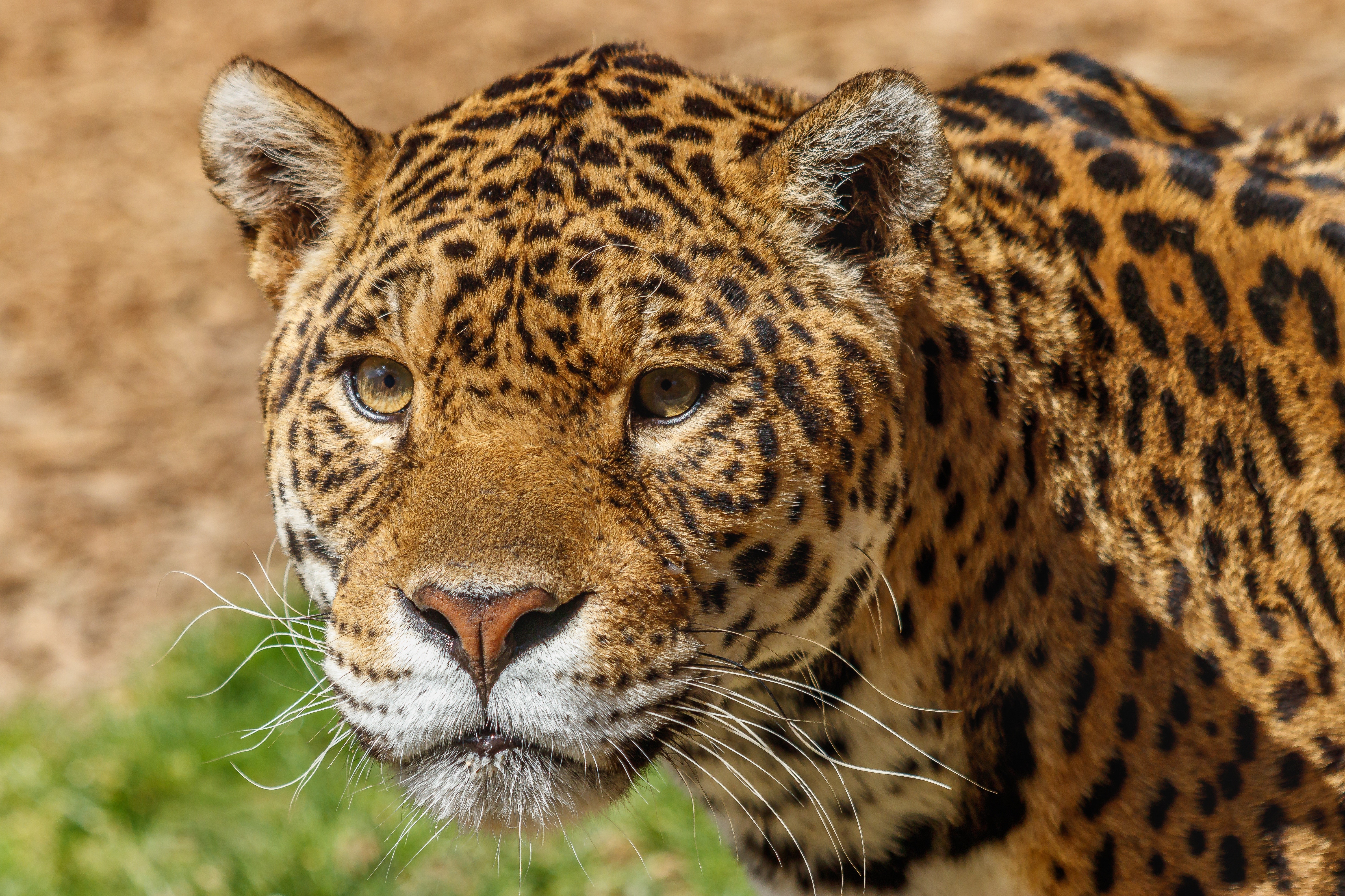 Jaguar's Close-up Portrait HD Wallpaper