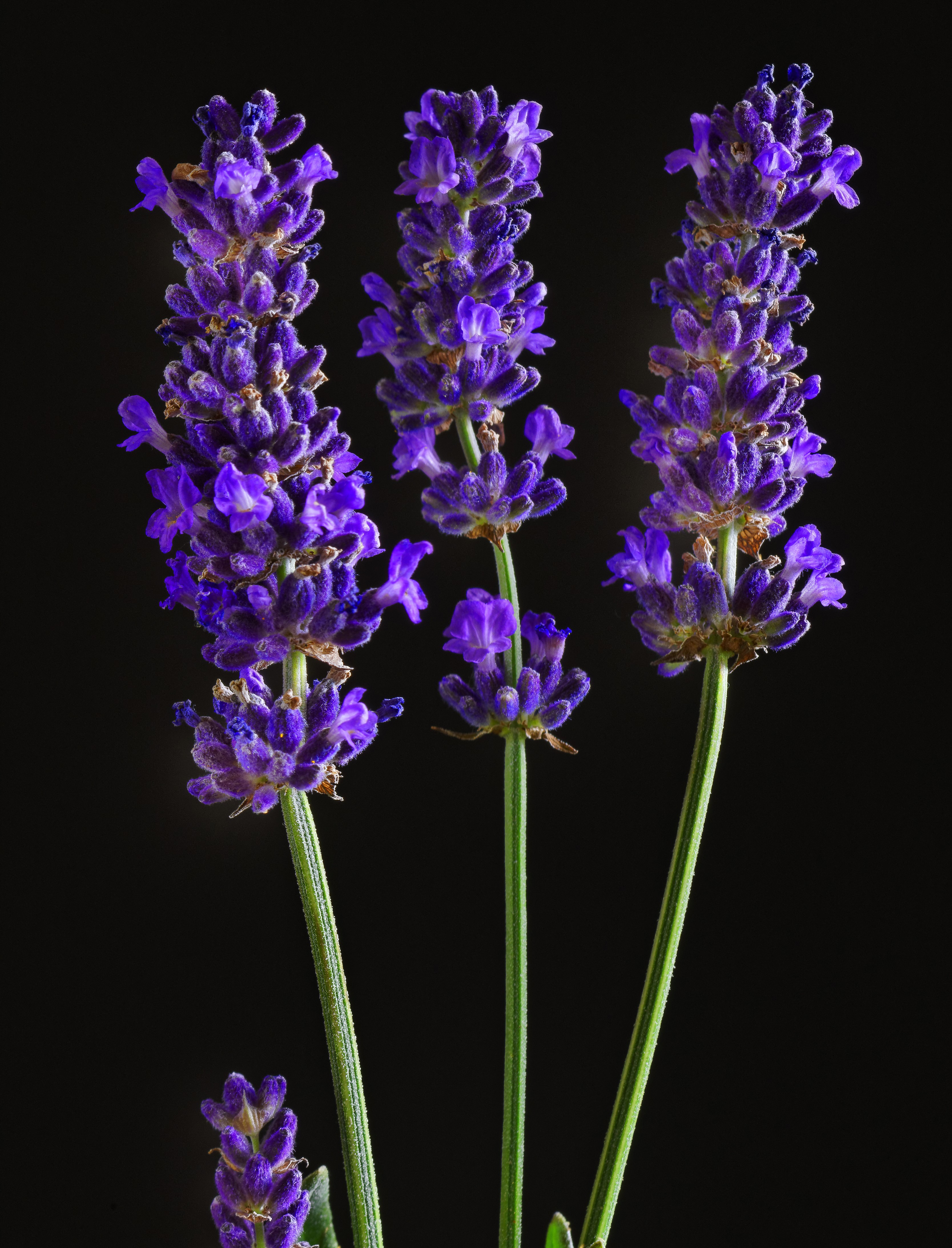 Three stalks of lavender on a black background HD Phone Wallpaper