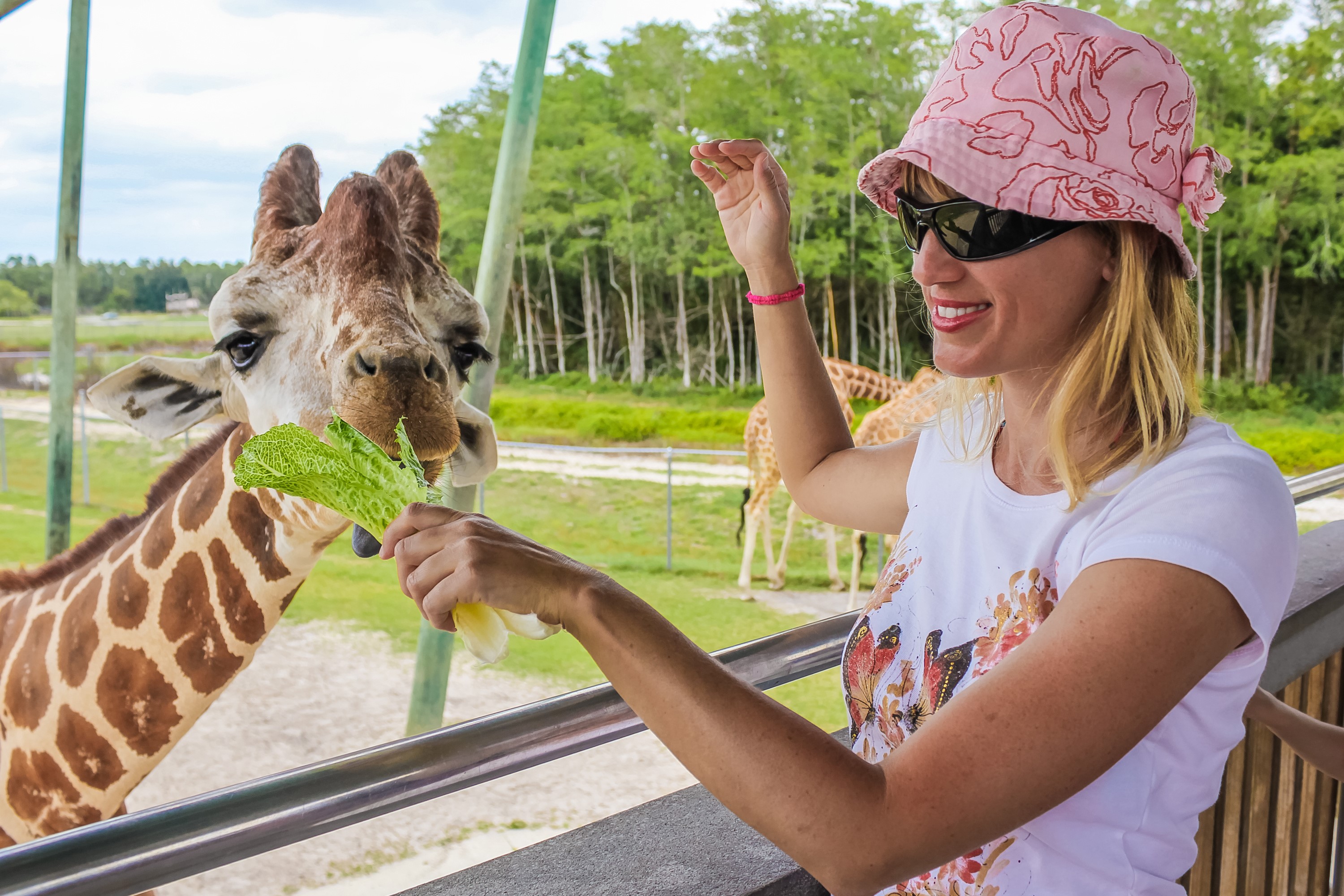 Woman feeding a giraffe lettuce HD Wallpaper