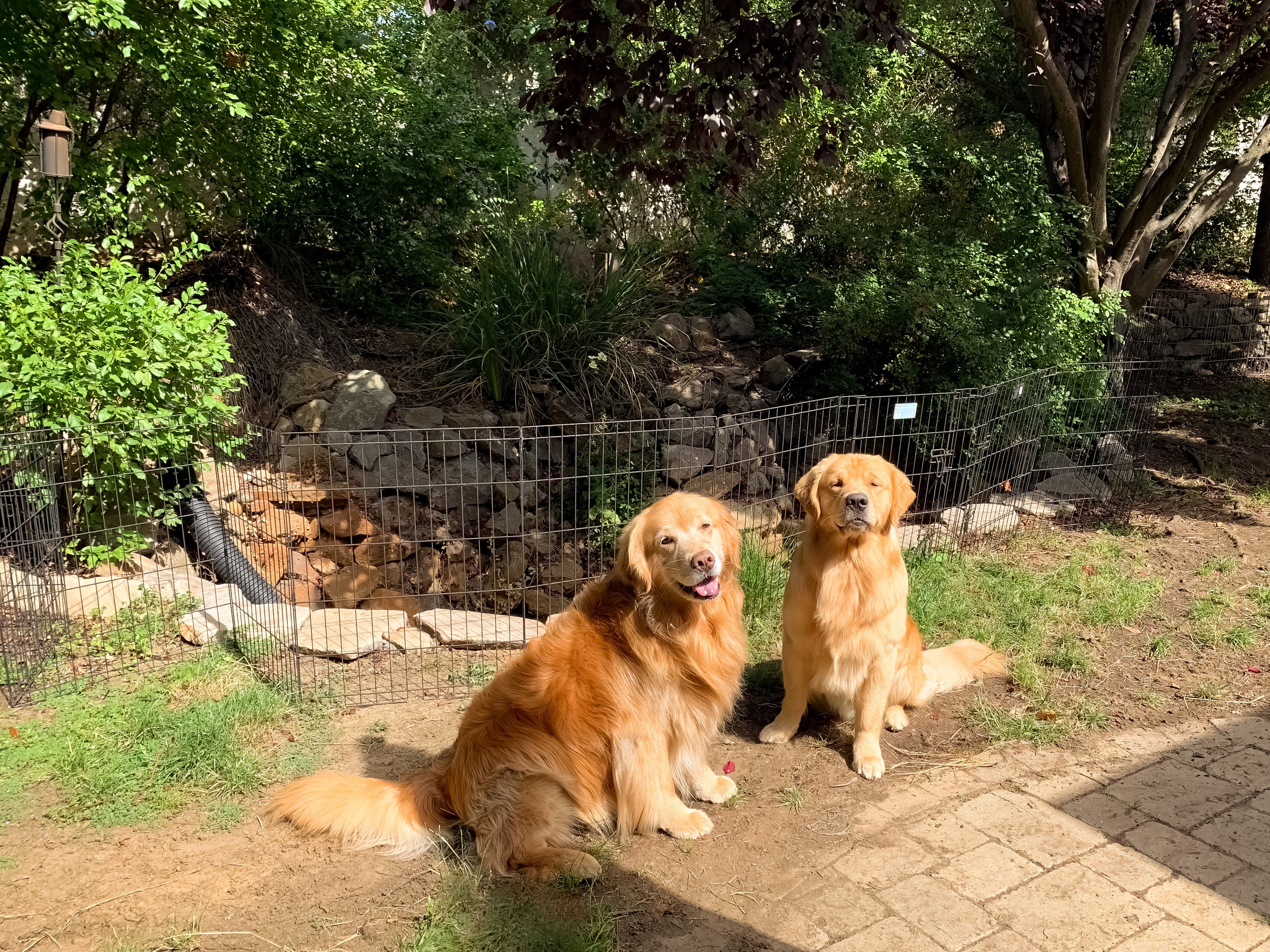 Two Golden Retrievers sitting in a backyard HD Wallpaper