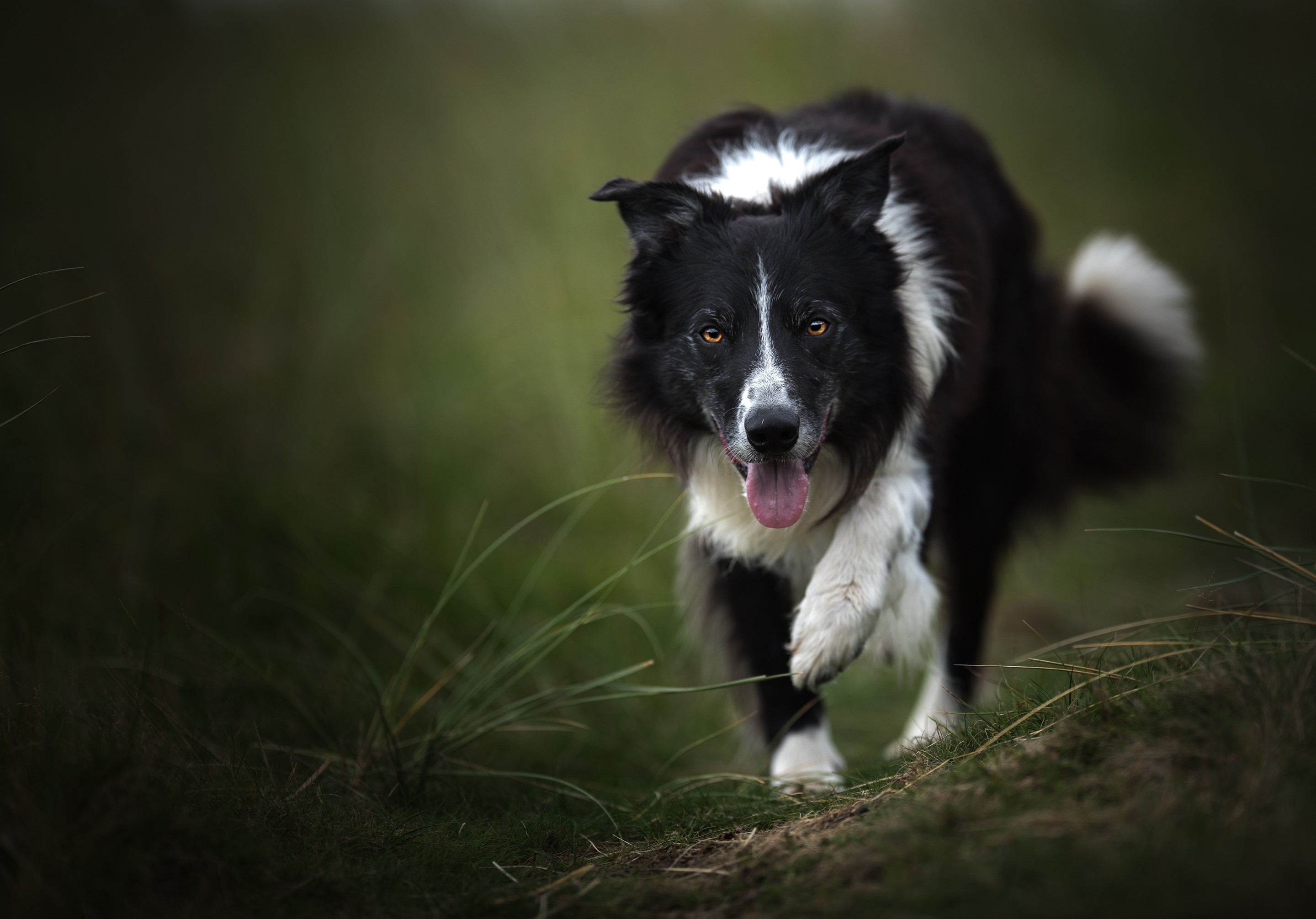 Border Collie dog with tongue out in grass HD Wallpaper
