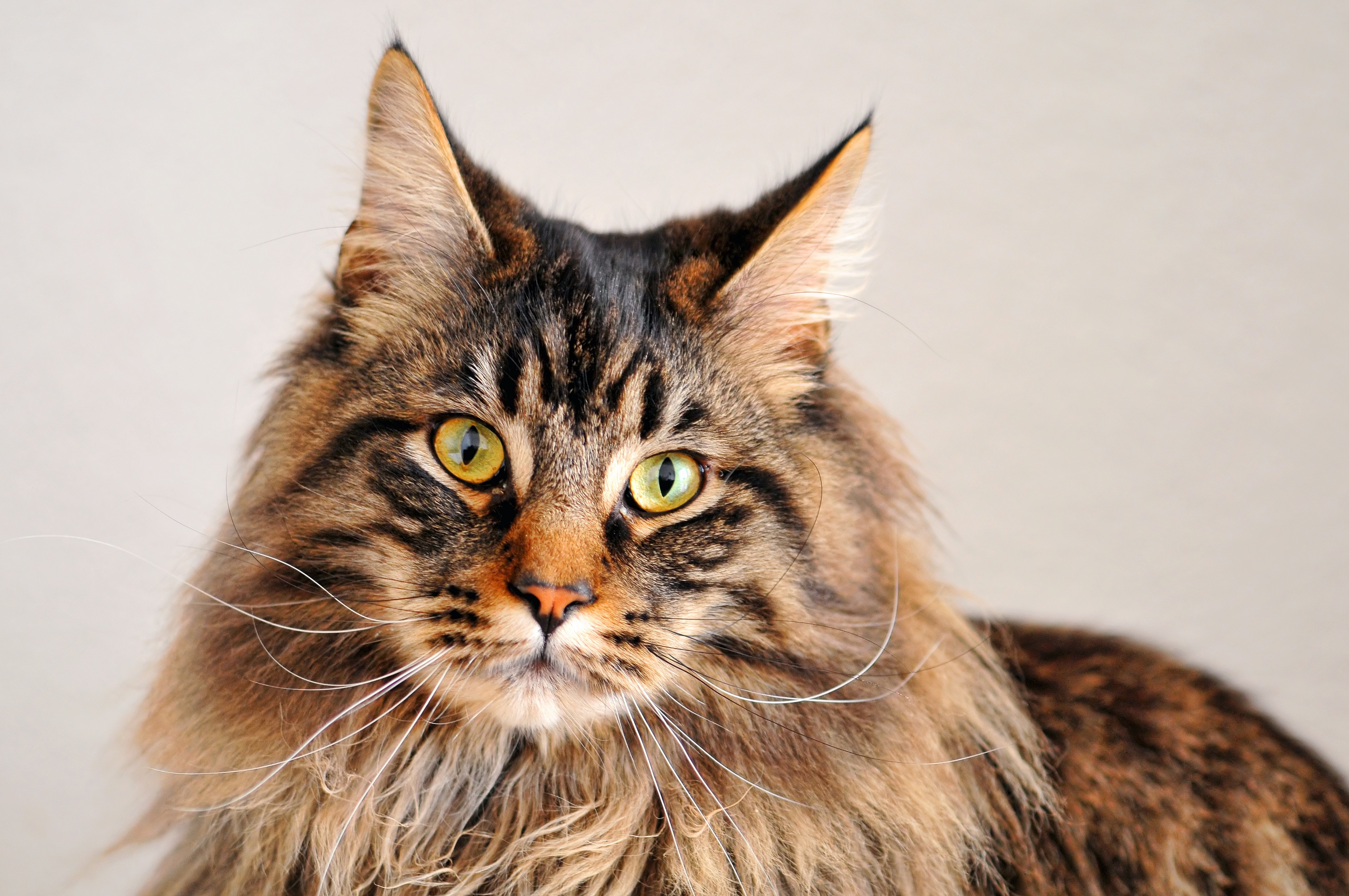 Maine Coon Cat Looking Forward HD Wallpaper