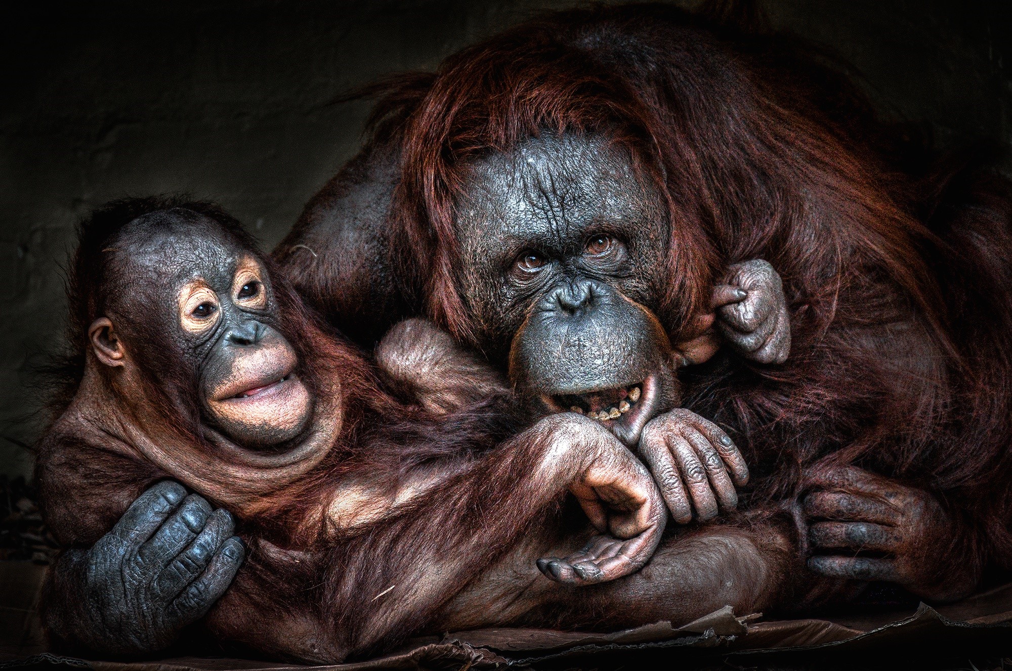 Mother and baby orangutan HD Wallpaper
