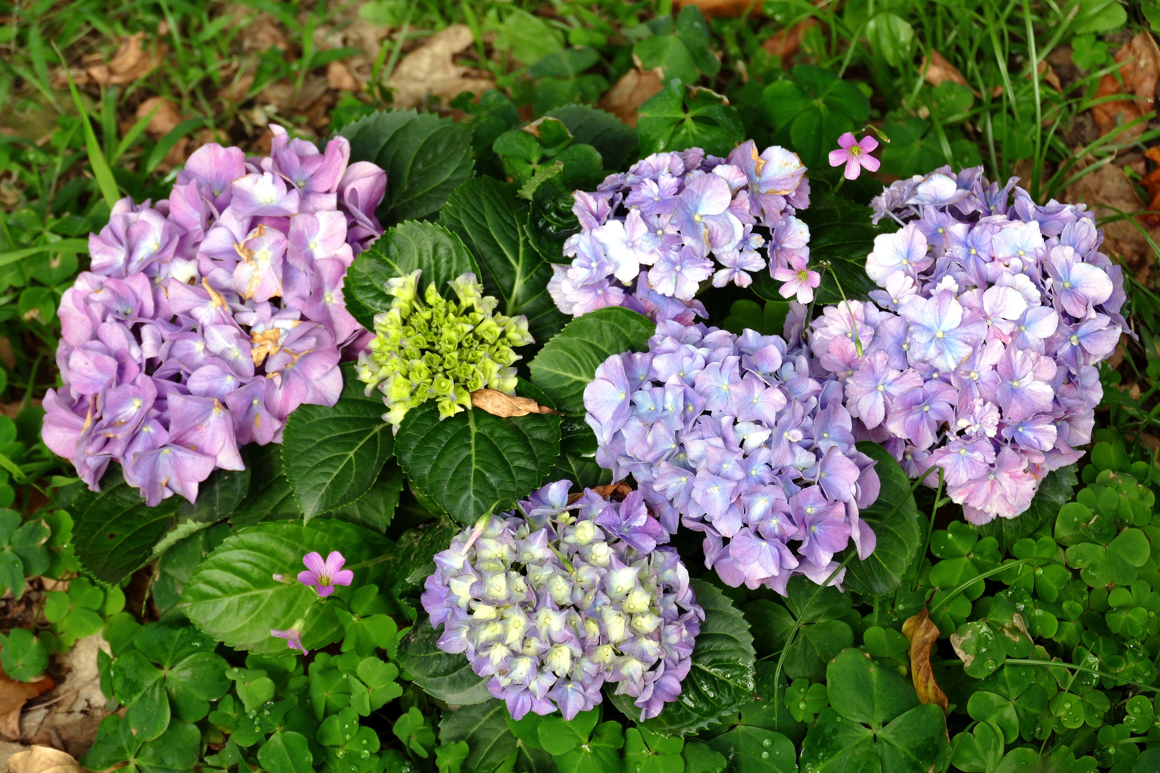4K Hydrangea Closeup HD Wallpaper