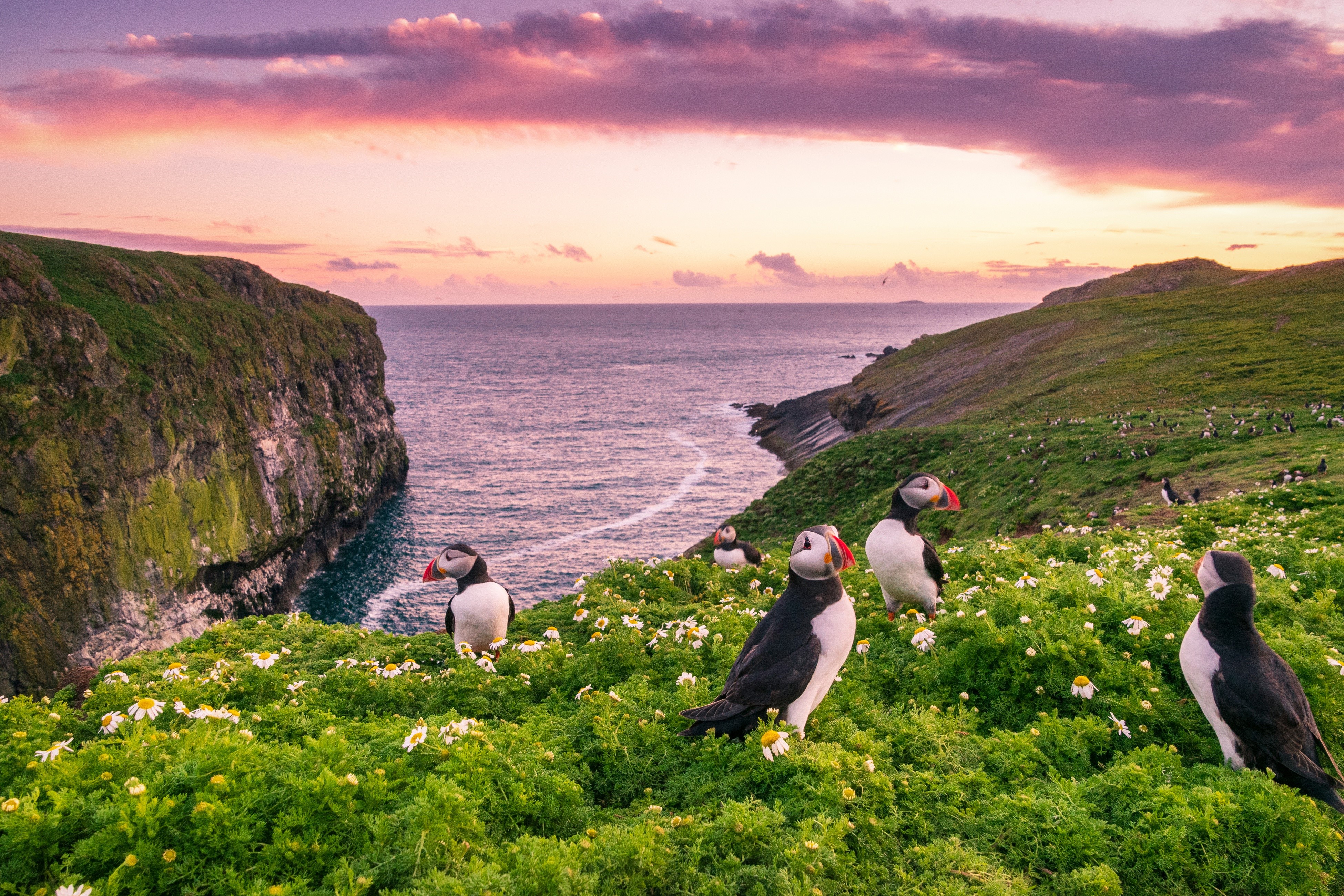 Puffins on Skomer Island, Wales at Sunset HD Wallpaper