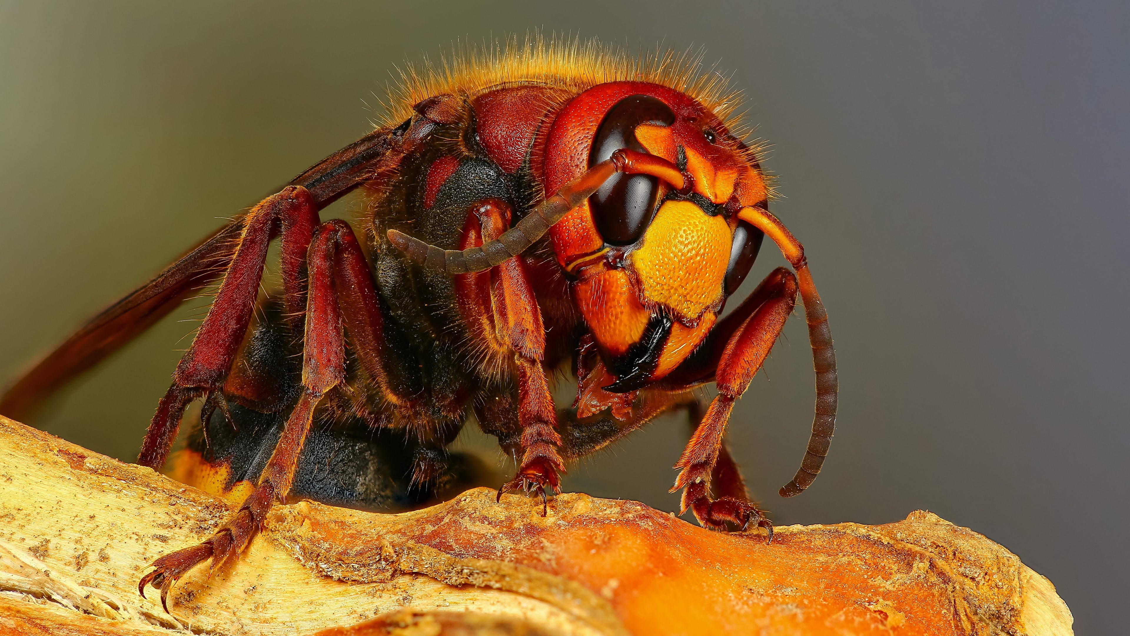 4K Macro Closeup of a Hornet HD Wallpaper