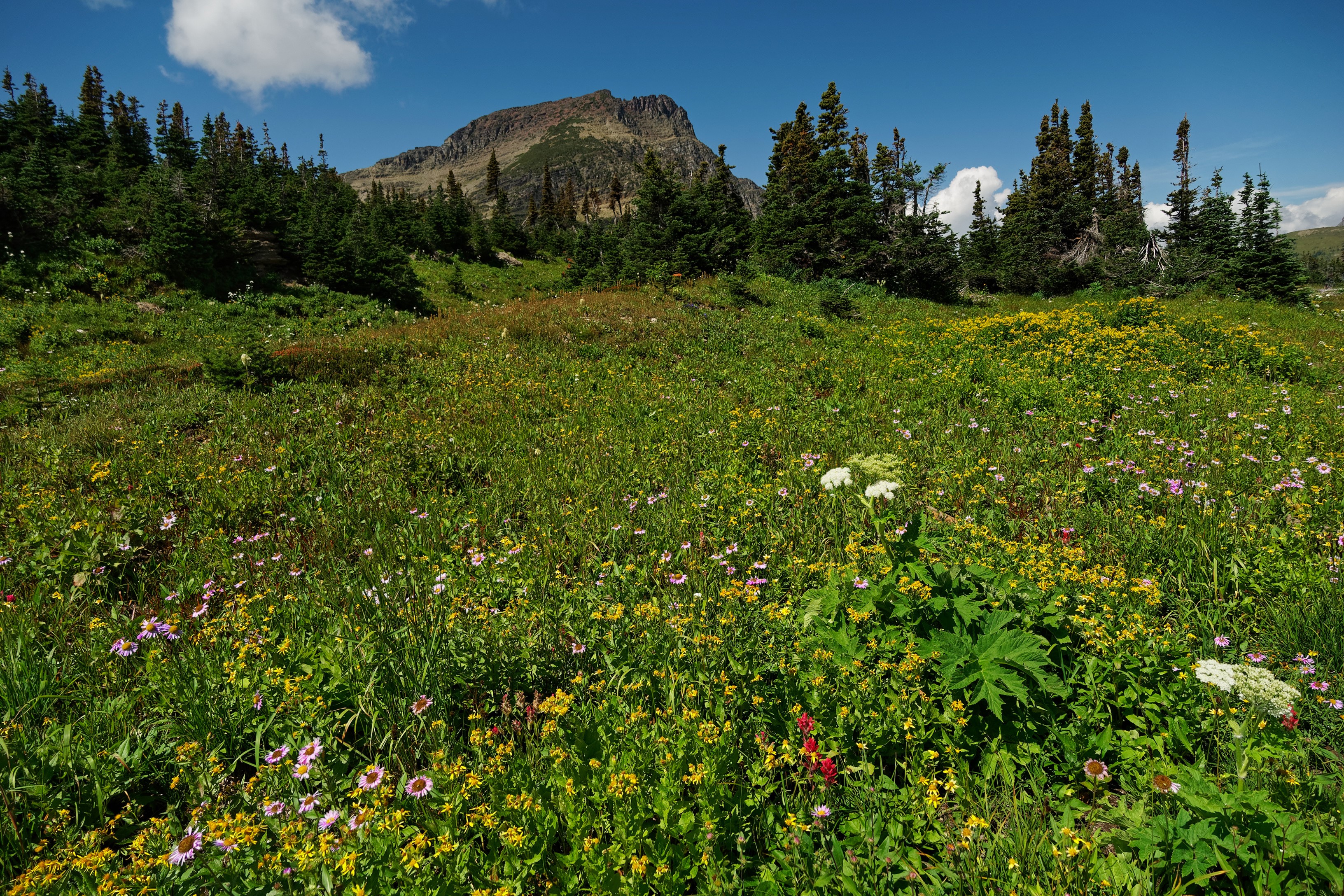 Wildflower Meadow with Mountain and Forest in Glacier National Park HD Wallpaper