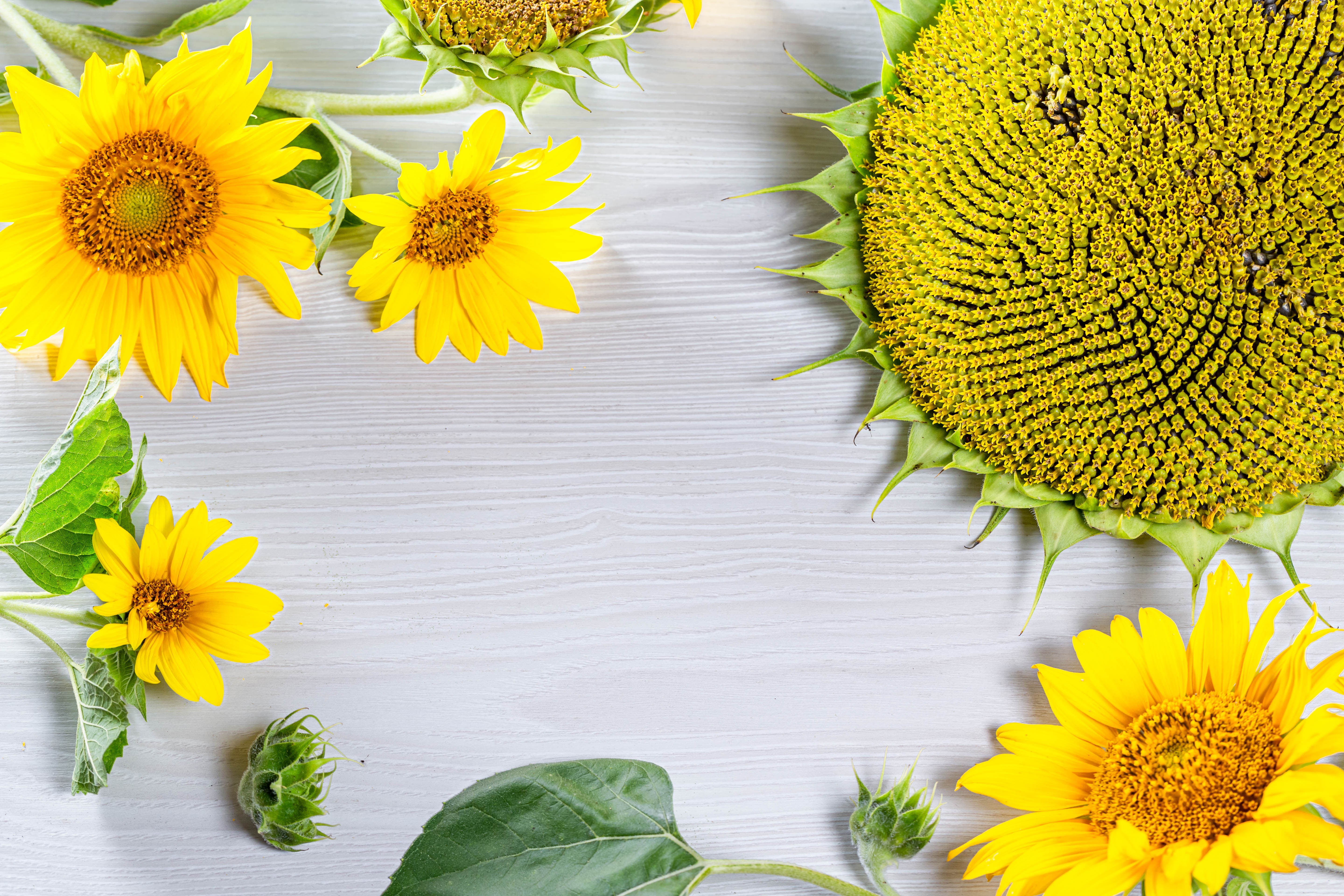 Sunflowers on Wood Planks HD Wallpaper