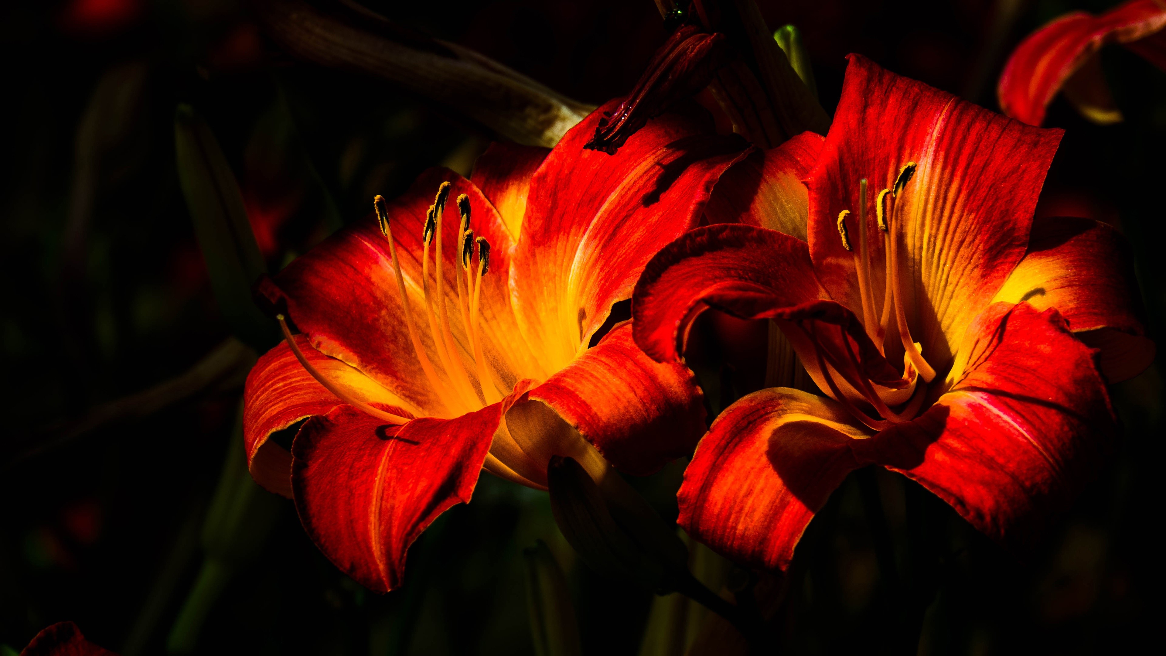 4K Red Tulips Closeup HD Wallpaper