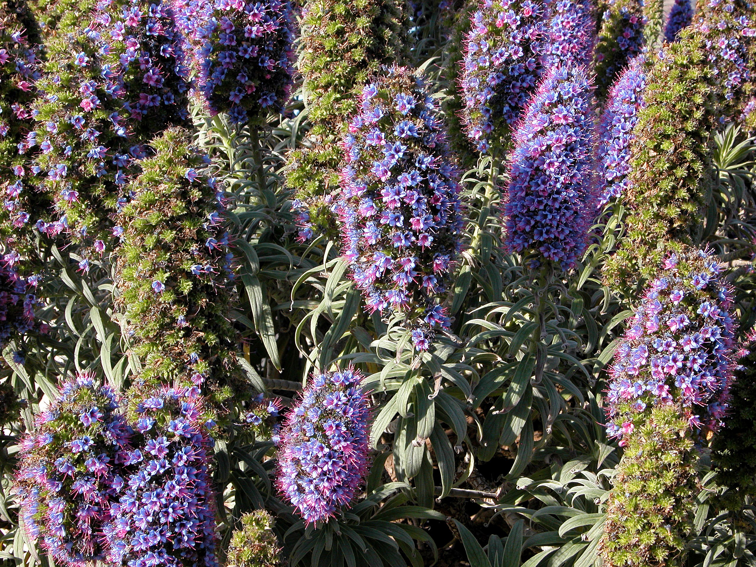 Echium flowers in bloom HD Wallpaper