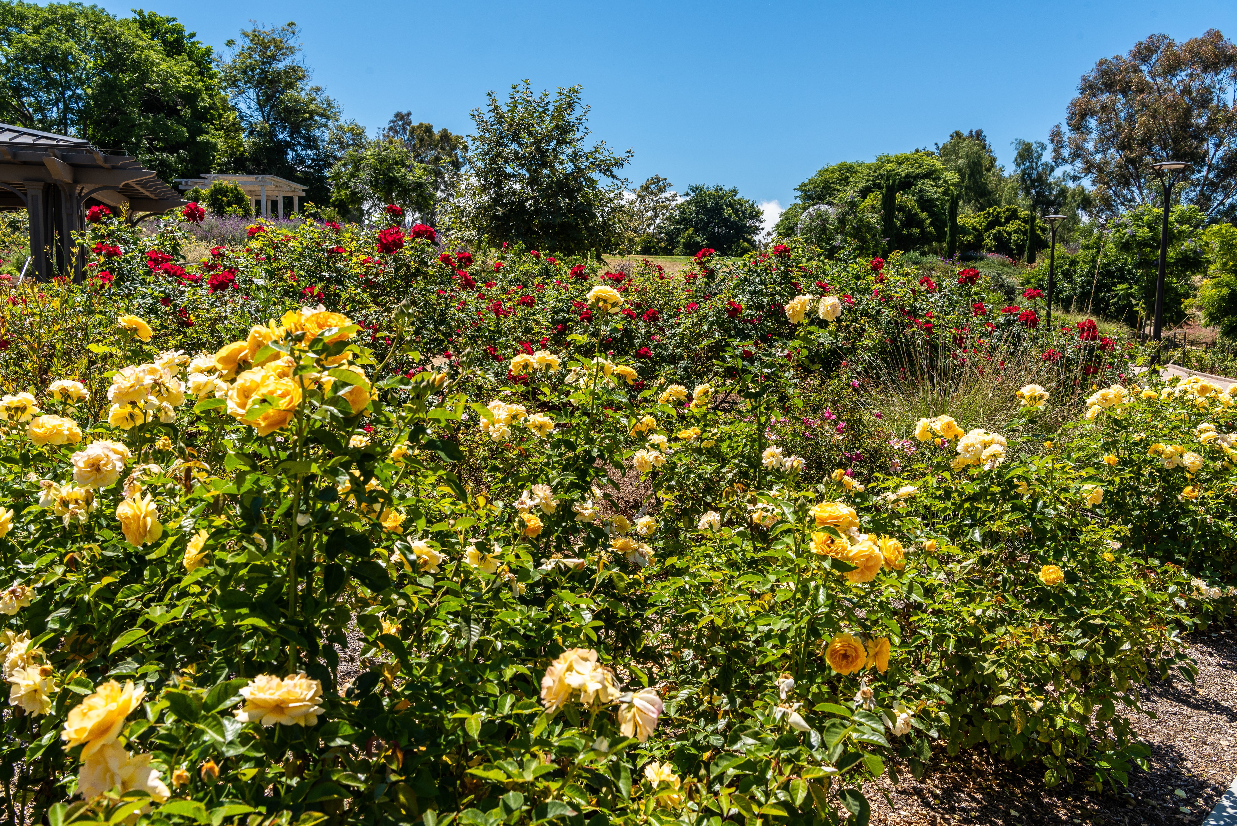 Roses at South Coast Botanic Garden, California HD Wallpaper