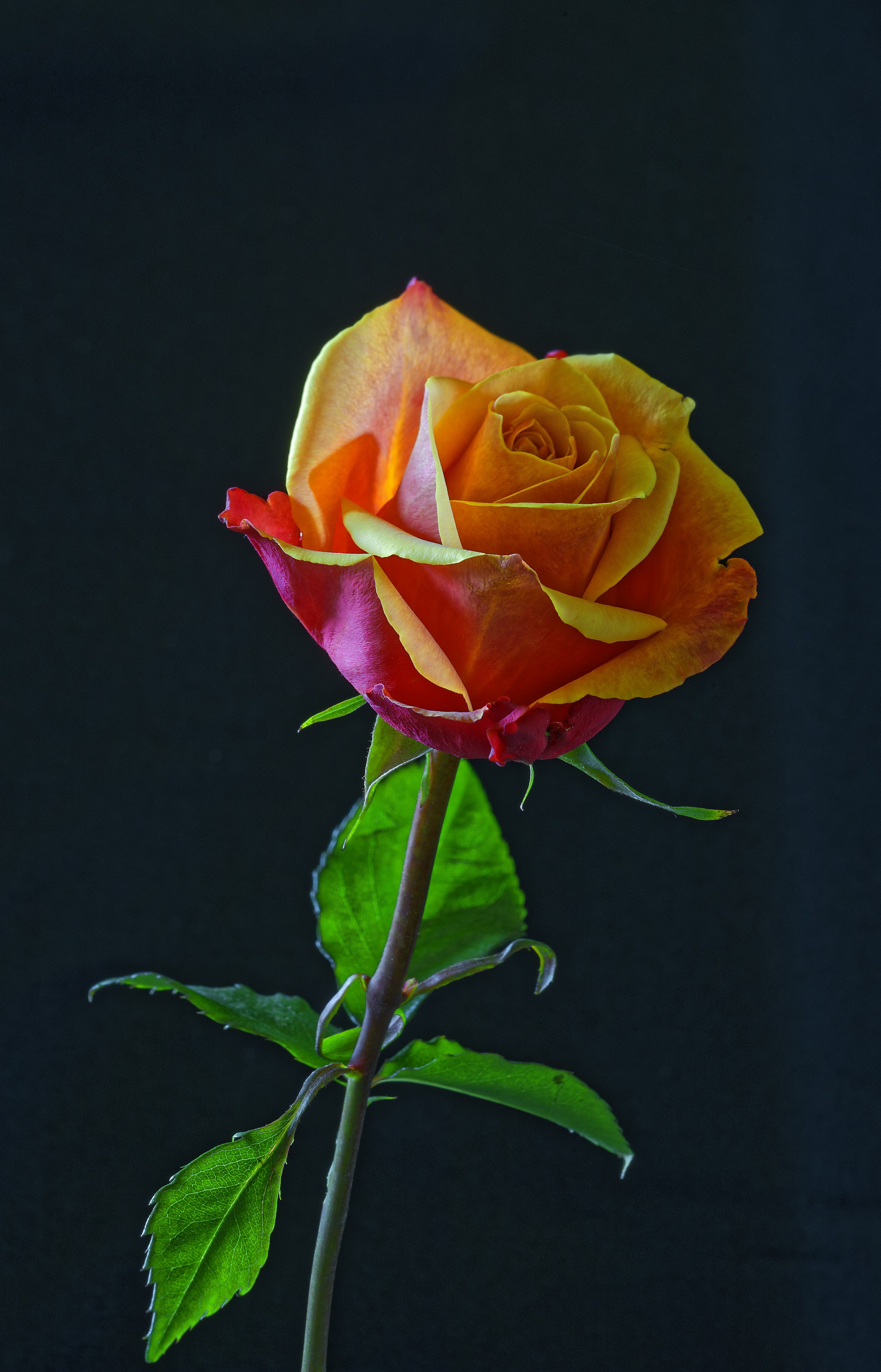 Close-up of a bicolor rose with a black background HD Phone Wallpaper